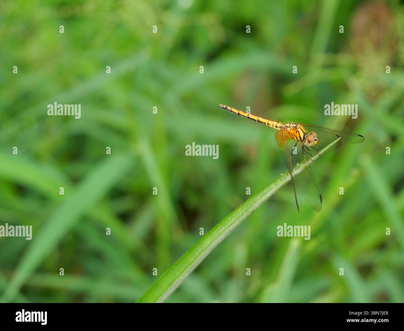 Scarlet Skimmer o Crimson Darter o libellula Meadowhawk femminile su foglia con sfondo verde naturale, insetto tropicale in Thailandia Foto Stock