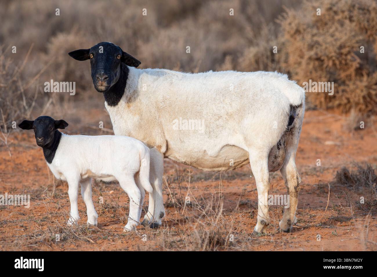 Razza di pecore con testa nera Dorper, una femmina con lamb.in Outback nel nuovo Galles del Sud. Foto Stock