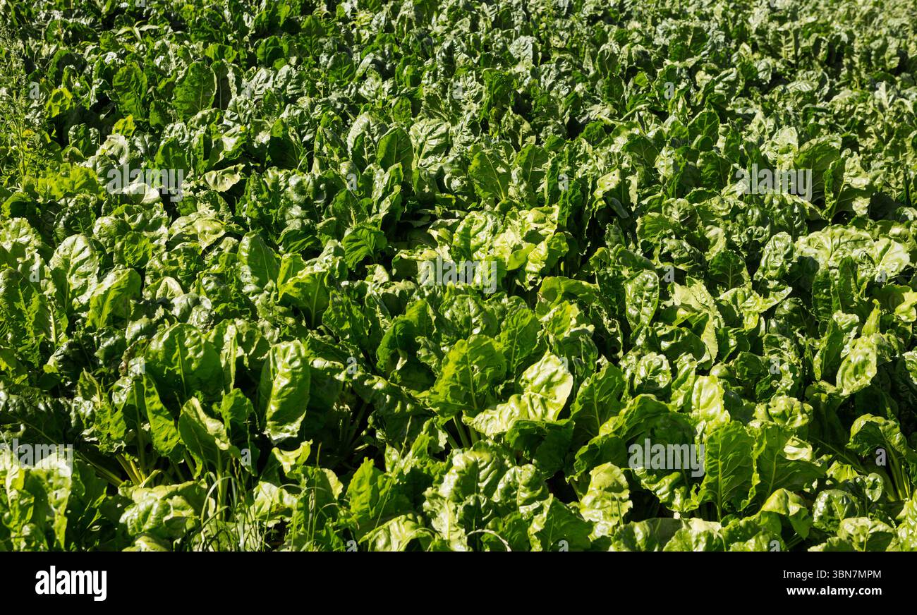 Le colture verdi a foglia verde creano un fogliame continuo con un design piatto, mostrando foglie fresche e terreno Foto Stock
