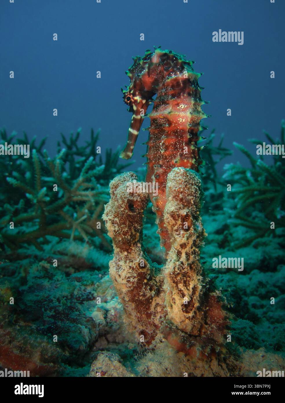 Cavalluccio marino spinoso aggrappato al corallo sulla barriera corallina di Weh Island, Sumatra, Indonesia Foto Stock
