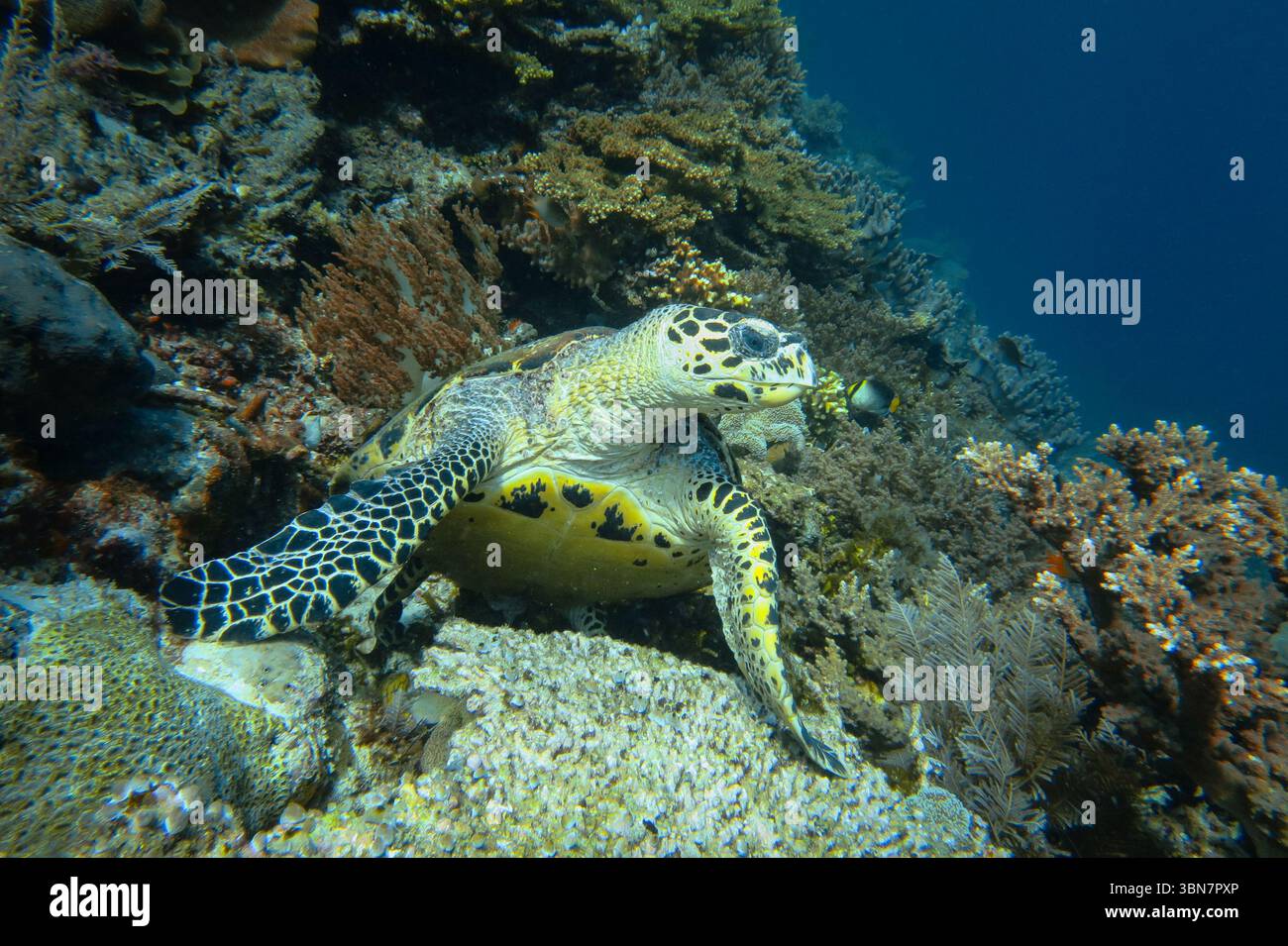 Tartaruga marina di Hawksbill che riposa su una vibrante barriera corallina a Raja Ampat, Indonesia, circondata da diverse forme di vita marina nelle acque tropicali. Foto Stock