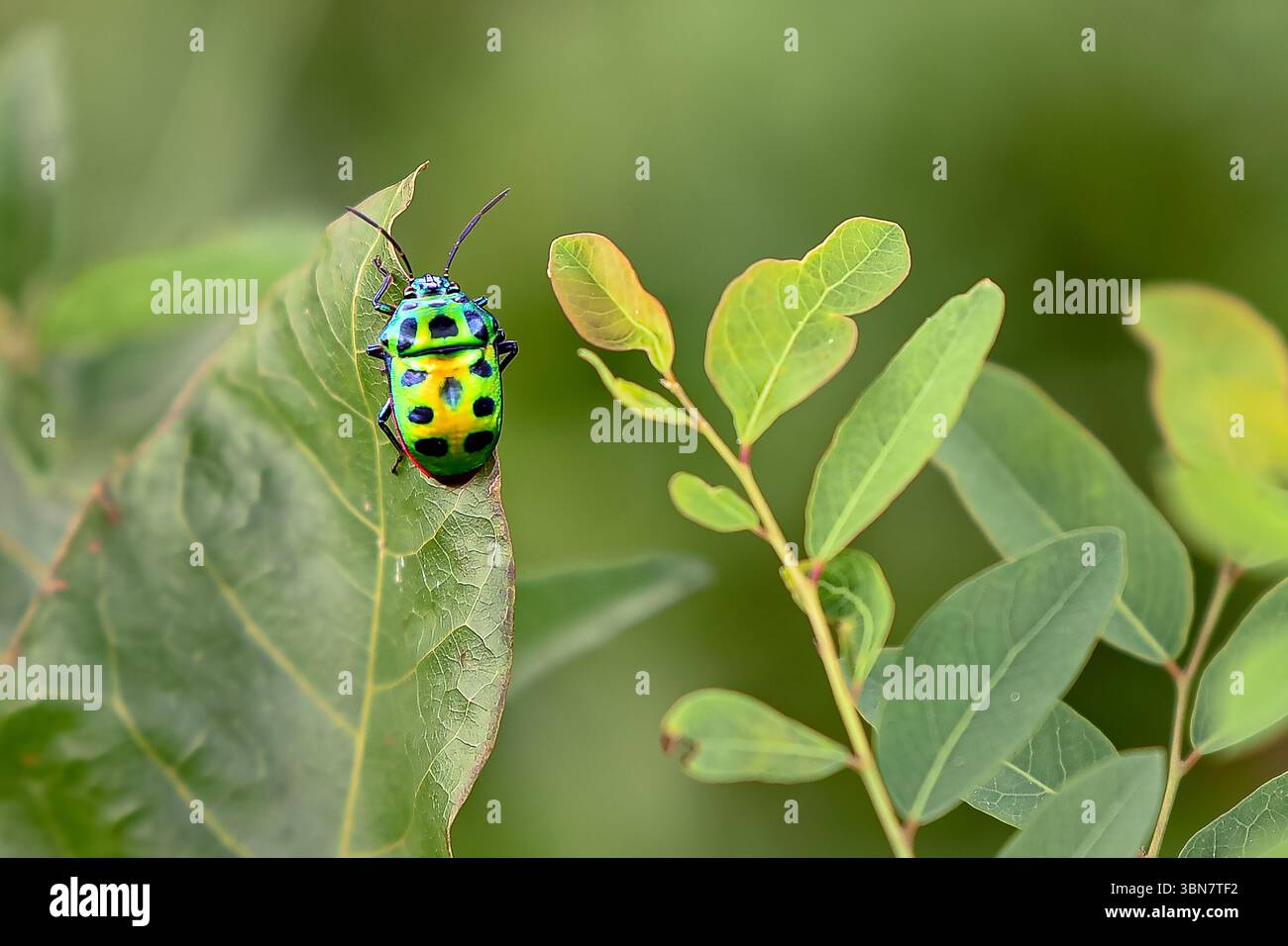 Uno scarabeo dai colori vivaci mostra sorprendenti sfumature verdi e blu mentre riposa su foglie verdi lussureggianti. Foto Stock