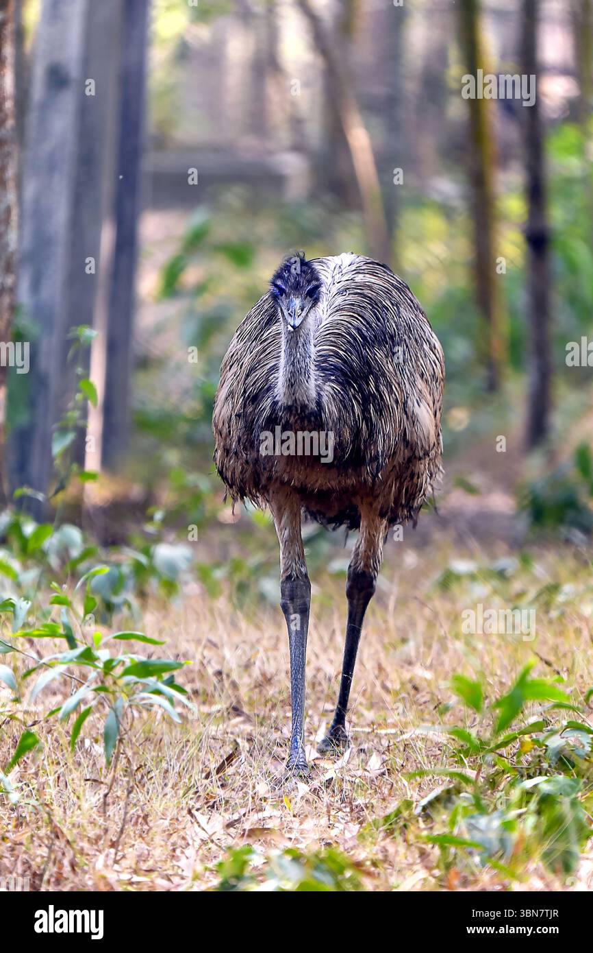 Un grande uccello emu con lunghe zampe si muove tranquillamente attraverso una foresta soleggiata, circondata da vegetazione lussureggiante e alberi alti. Foto Stock