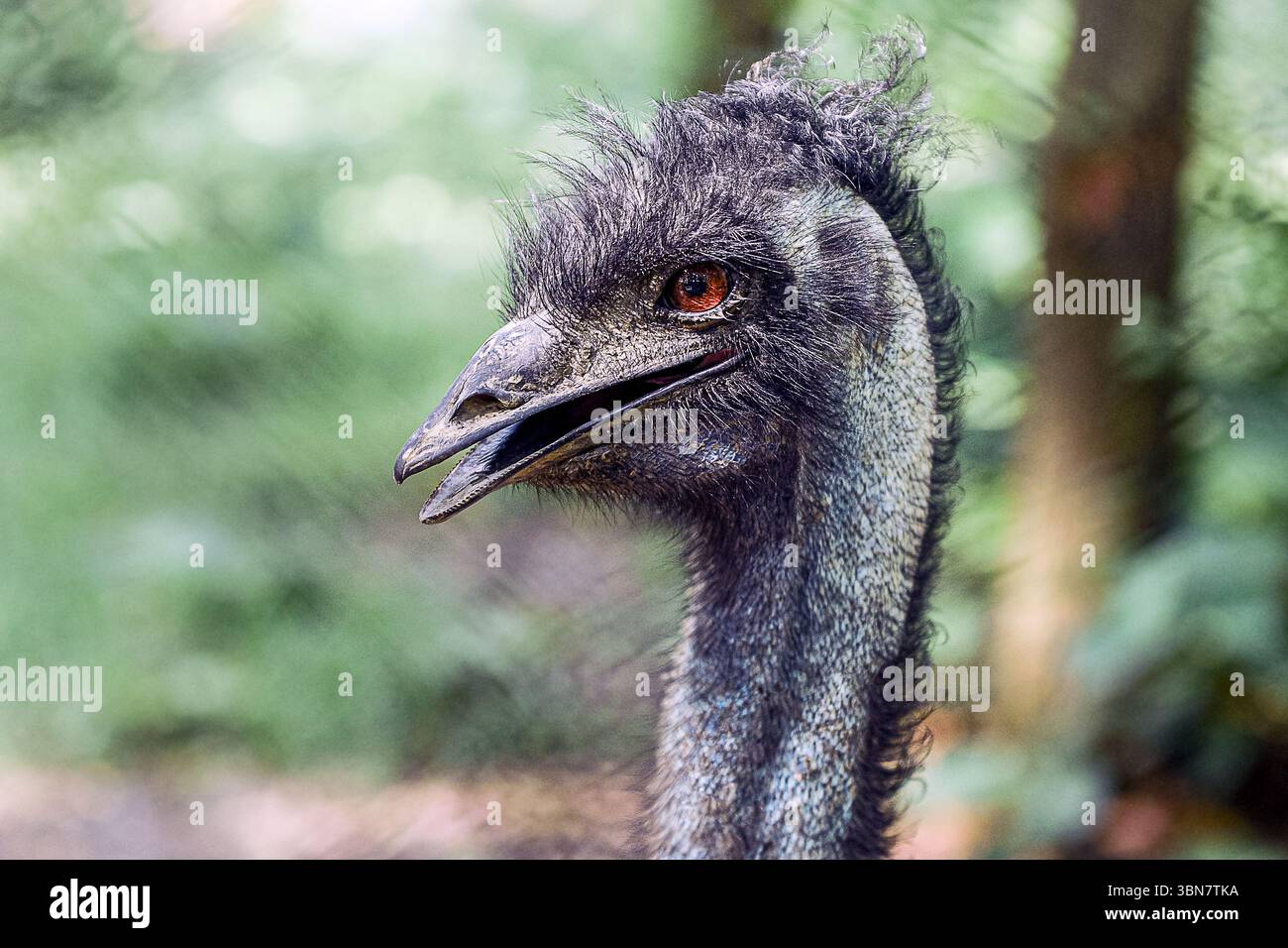 Un grande uccello emu con lunghe zampe si muove tranquillamente attraverso una foresta soleggiata, circondata da vegetazione lussureggiante e alberi alti. Foto Stock