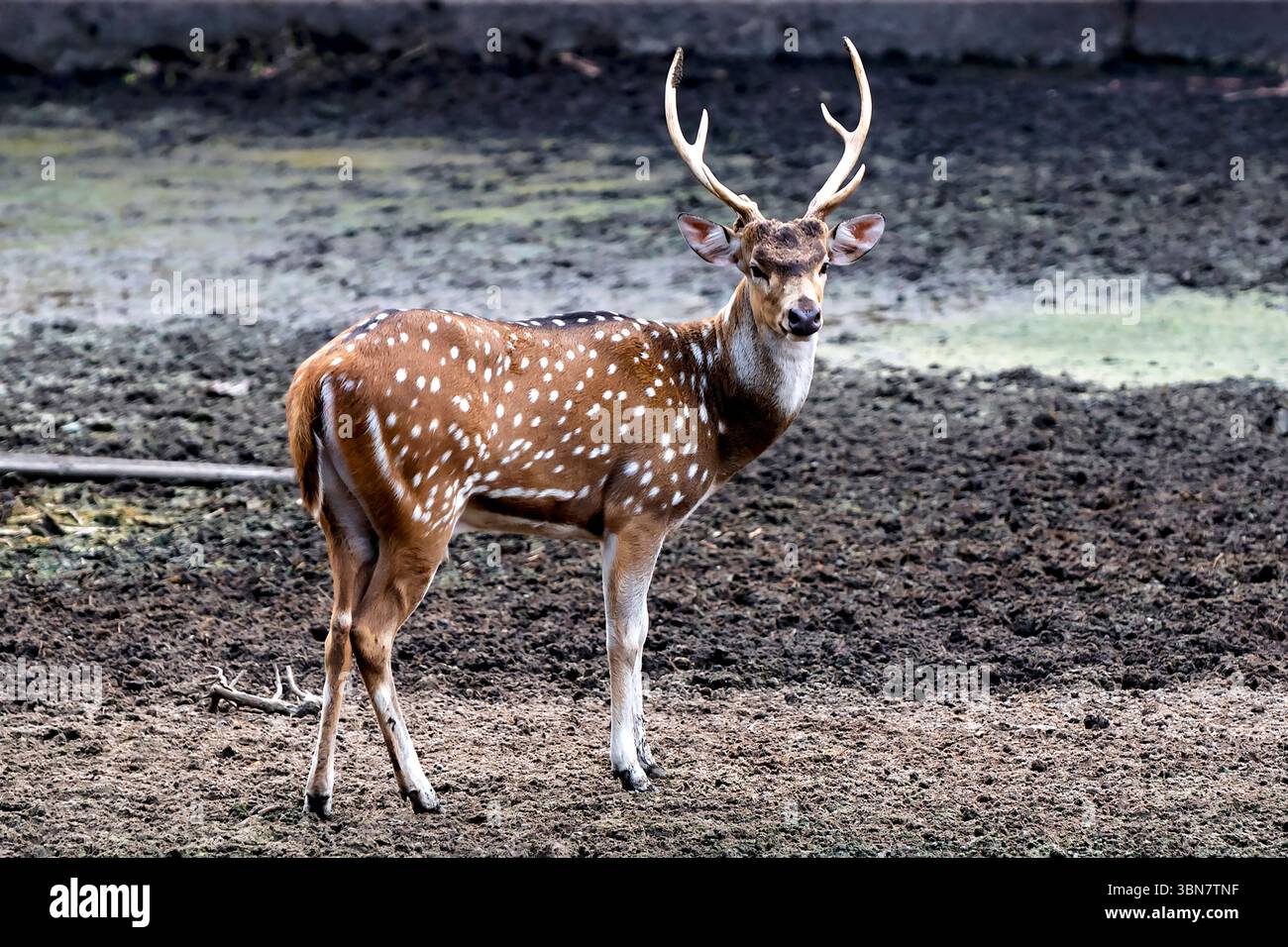 Un cervo maculato si erge casualmente sul terreno terroso nel suo habitat naturale, mostrando i suoi punti distintivi e le eleganti corna. Foto Stock