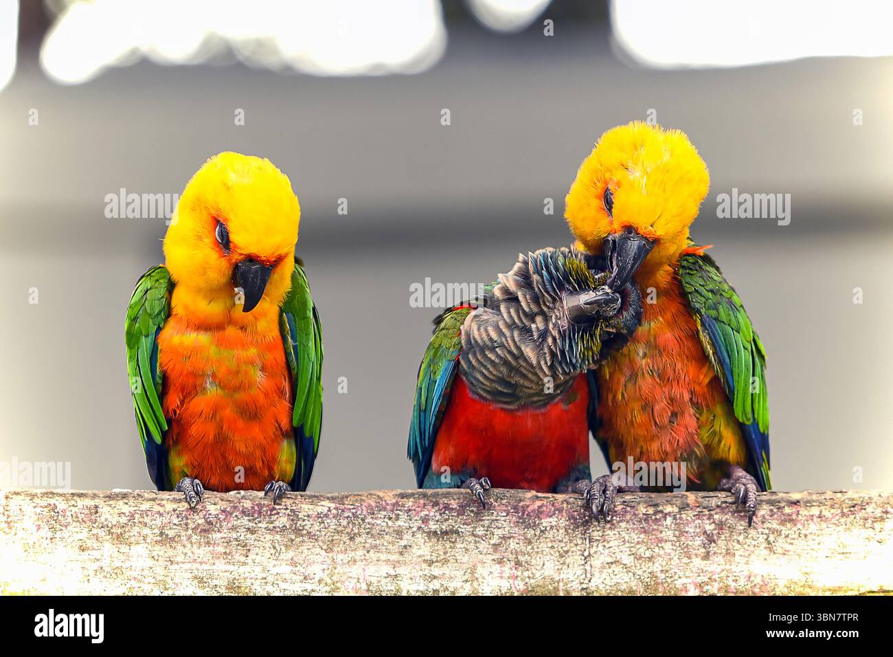 Tre vivaci uccelli con un sorprendente piumaggio sono appollaiati su un ramo, impegnandosi nella preparazione e nell'incollaggio. Foto Stock