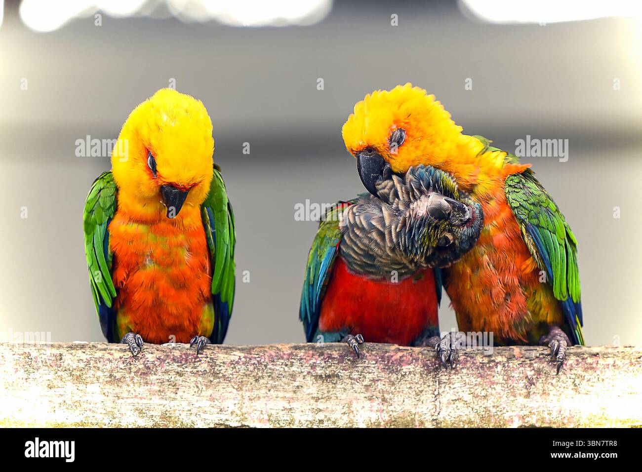 Tre vivaci uccelli con un sorprendente piumaggio sono appollaiati su un ramo, impegnandosi nella preparazione e nell'incollaggio. Foto Stock