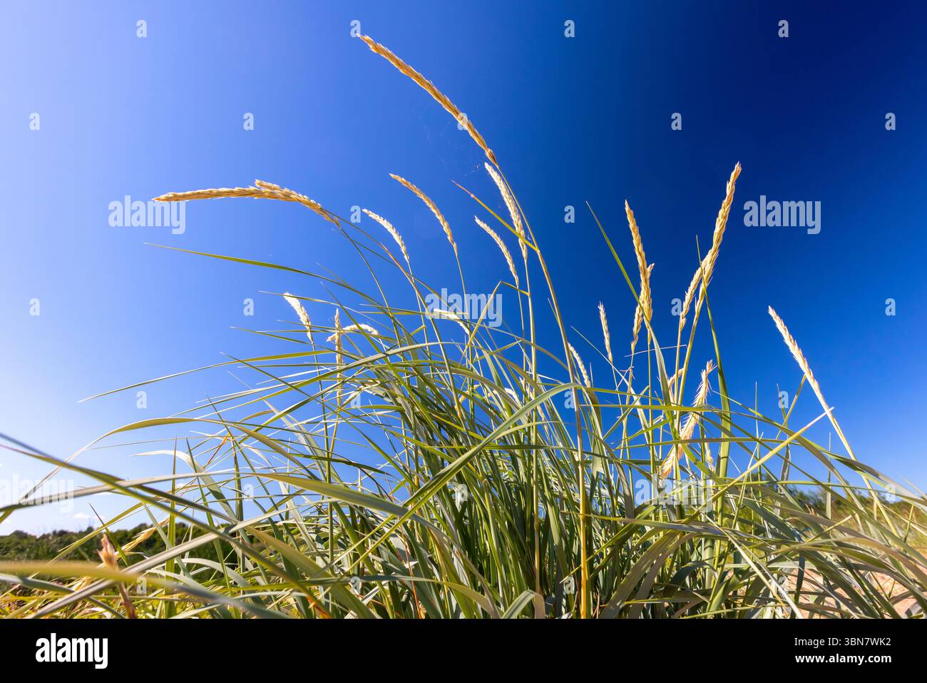 L'erba di Leymus arenarius cresce sotto un cielo blu profondo, illuminato dalla luce del sole, creando una scena naturale serena e ventilata Foto Stock