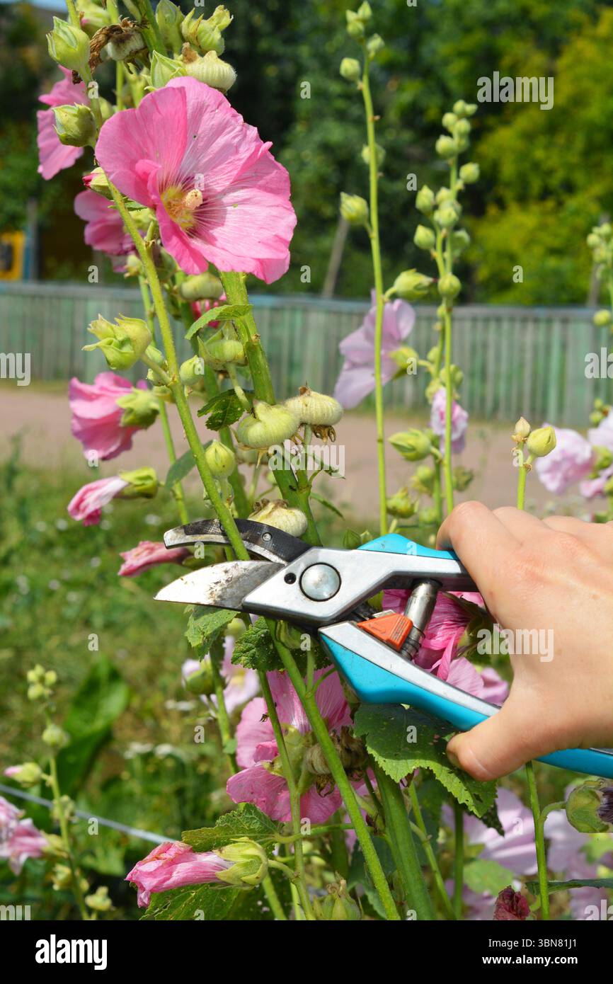 Potatura di Lavatera. Prugne da giardino Lavatera (malghe) in giardino. Foto Stock