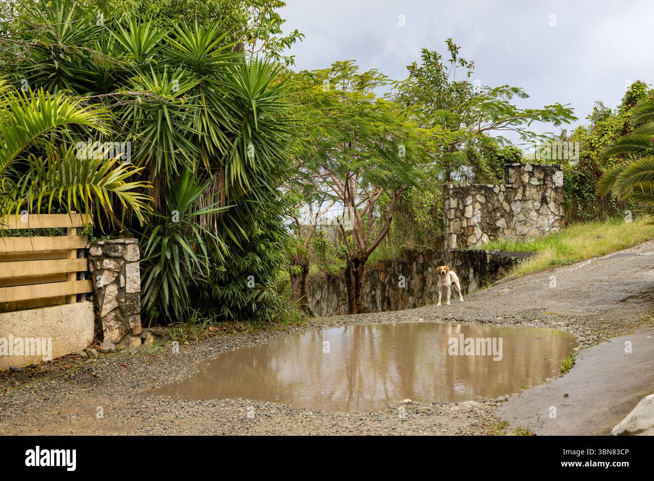 Cane singolo a guardia della strada per PIC Paradis, Saint Martin, le piccole Antille Foto Stock