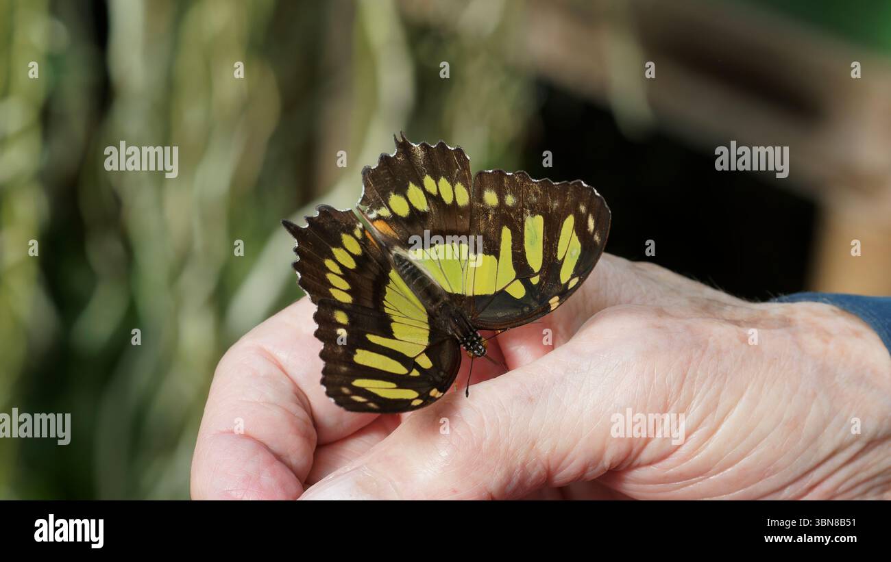 Primo piano di una farfalla luminosa arroccata su una mano umana all'aperto Foto Stock