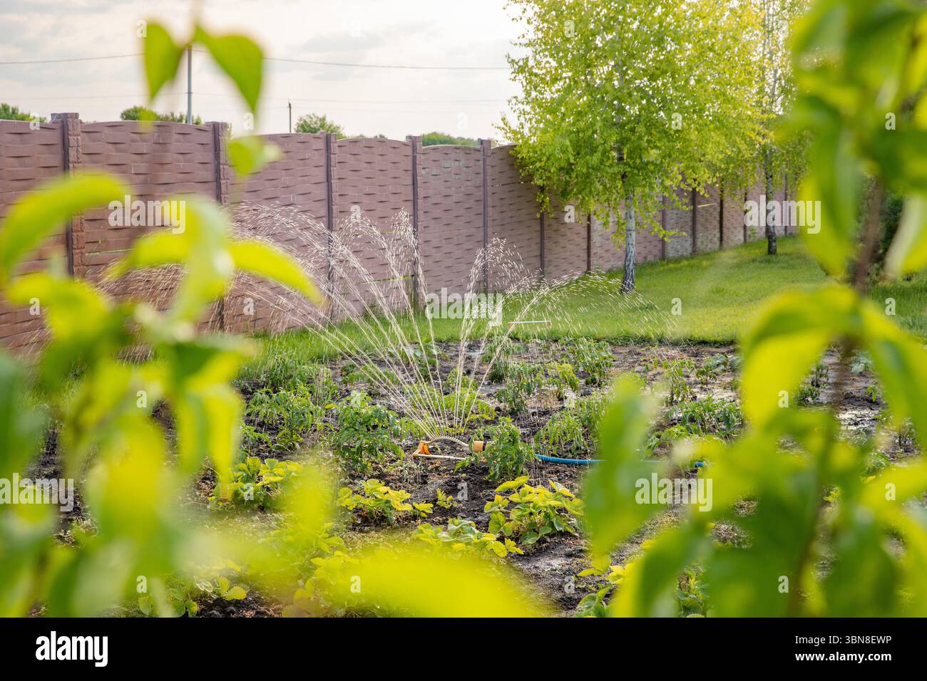 Sistema sprinkler per irrigare le aiuole, che illustra i metodi di conservazione dell'acqua per il giardinaggio e la vita sostenibile. Foto Stock