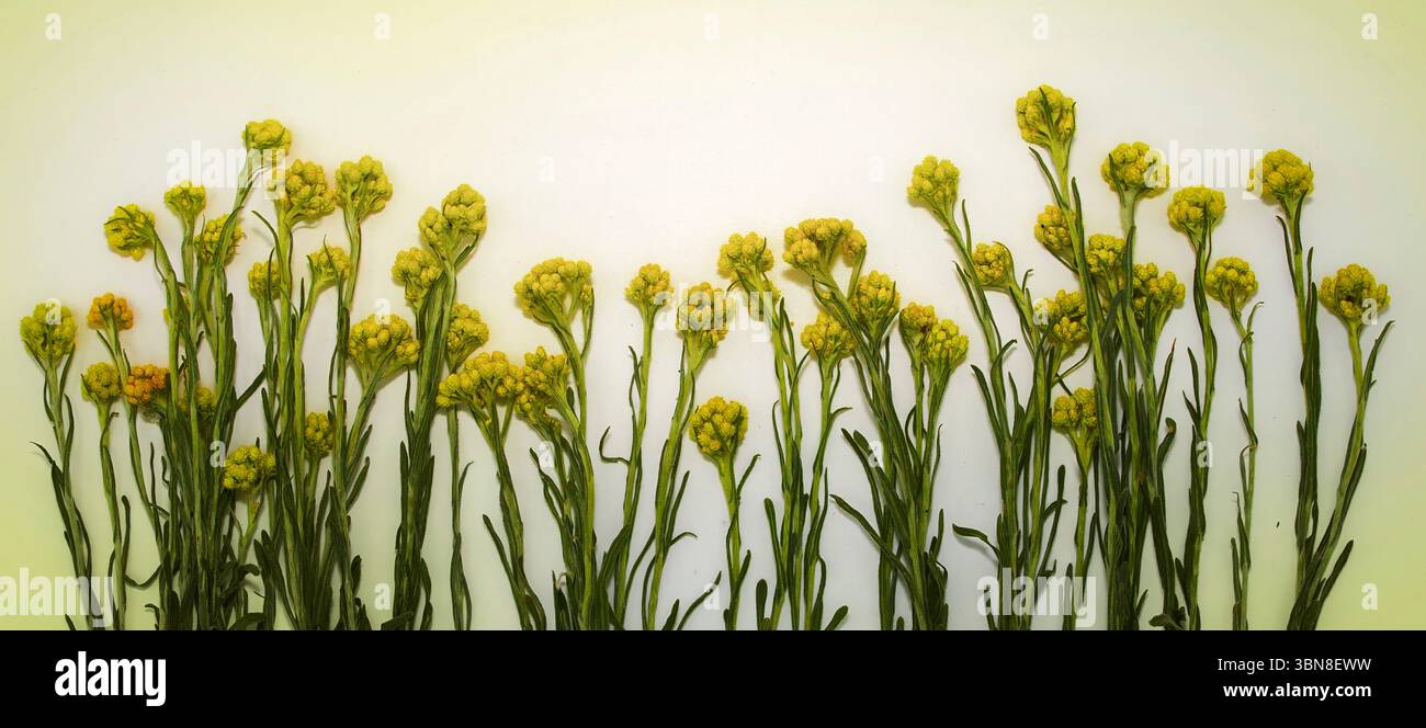 Fiori di immortelle gialli che simboleggiano lo stile di vita ecologico e lo zero rifiuti viventi. Composizione naturale su uno sfondo bianco pulito, perfetta per la co-produzione sostenibile Foto Stock