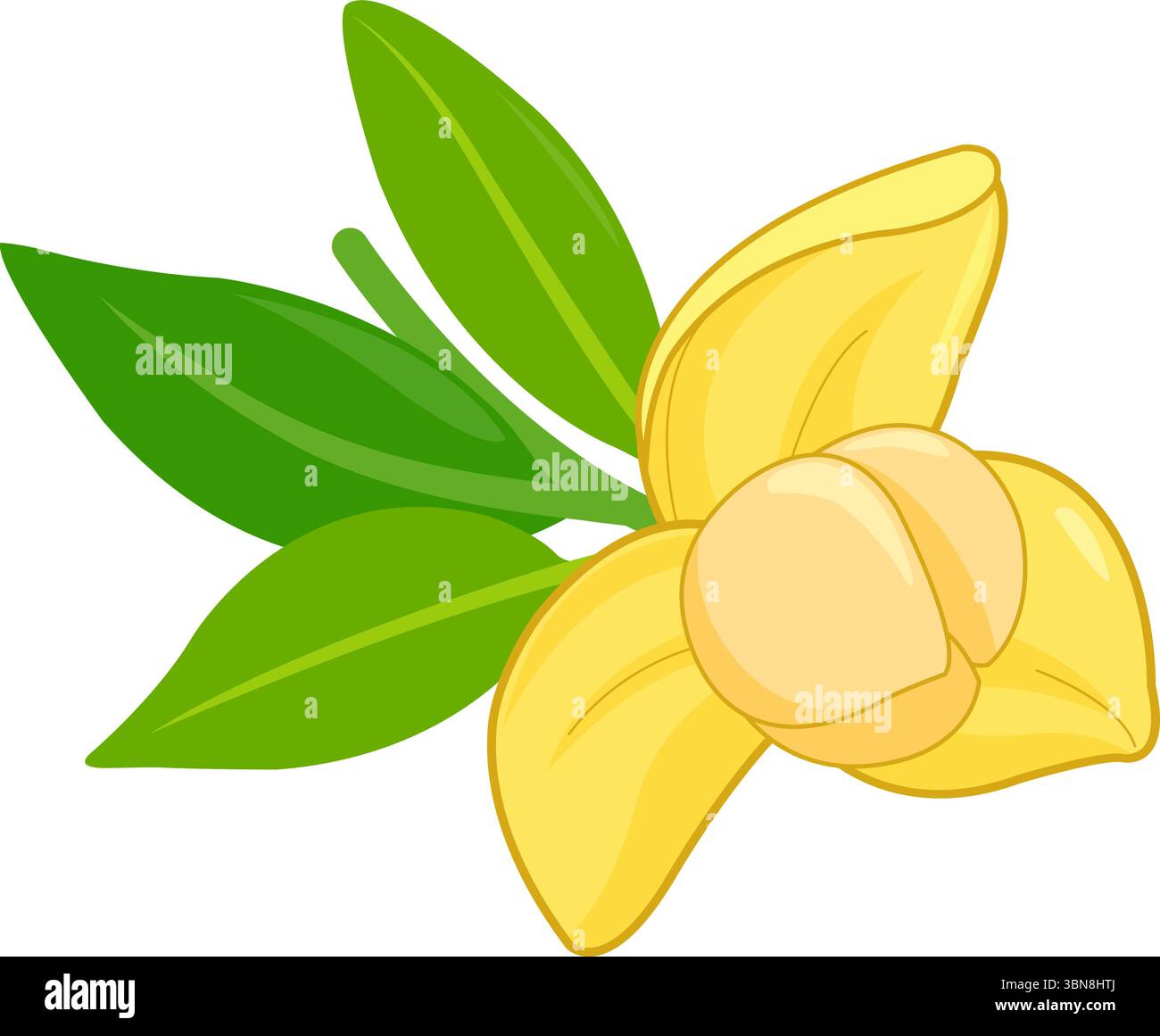 Rumduol. Fiore nazionale della Cambogia. Fiore giallo, fiore di romduol in ramificato con foglie. Illustrazione vettoriale Illustrazione Vettoriale