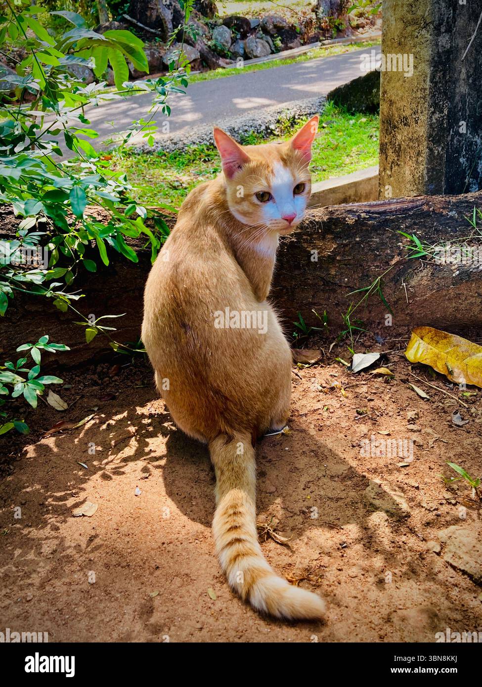 Un gatto curioso che si gode la tranquillità all'aperto, con la sua pelliccia dorata e la coda giocosa, che aggiunge fascino al paesaggio tranquillo. Foto Stock