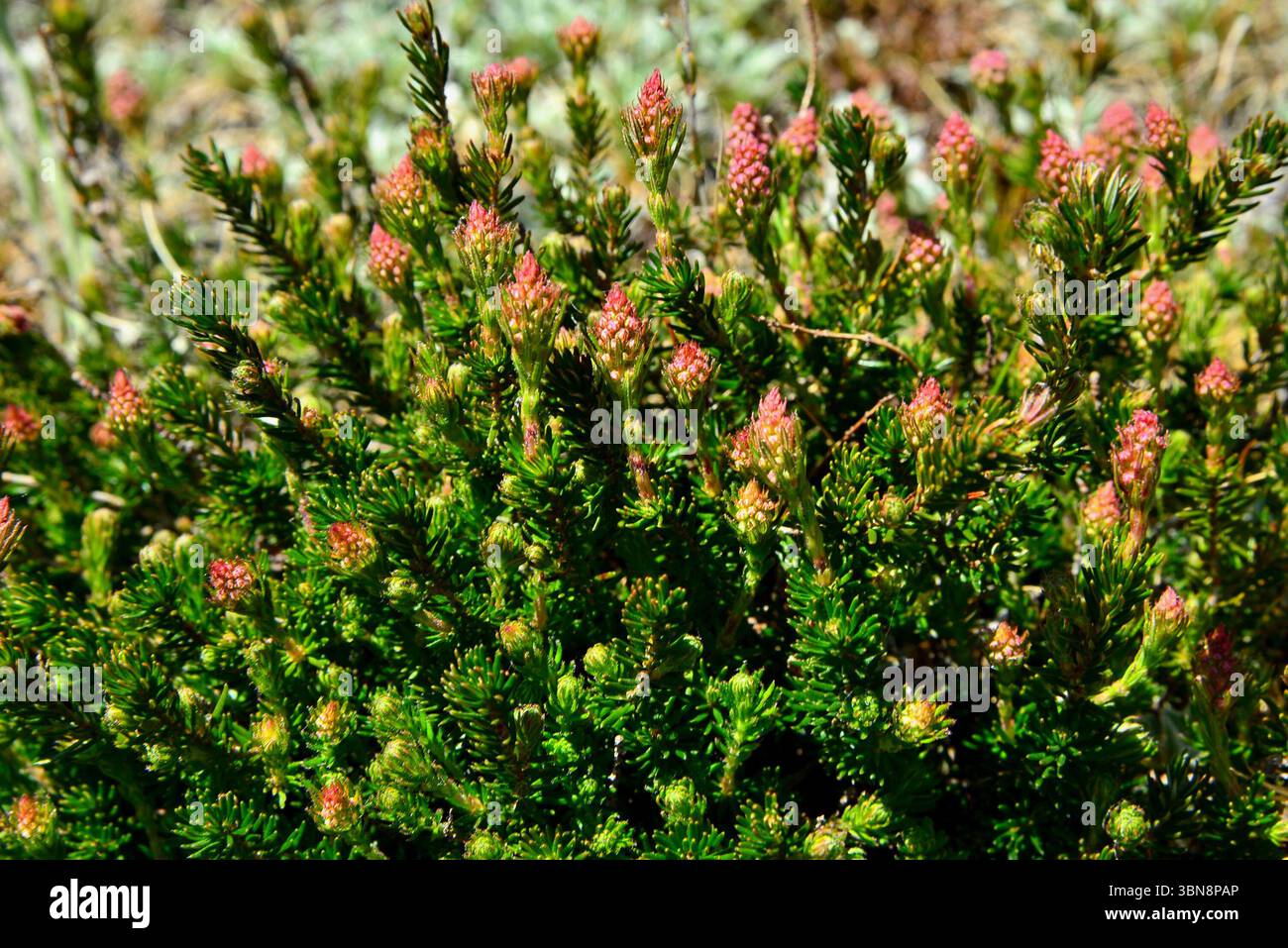 Erica vagans piante, poco prima di fiorire sull'altopiano di Bucegi, nei Carpazi Foto Stock