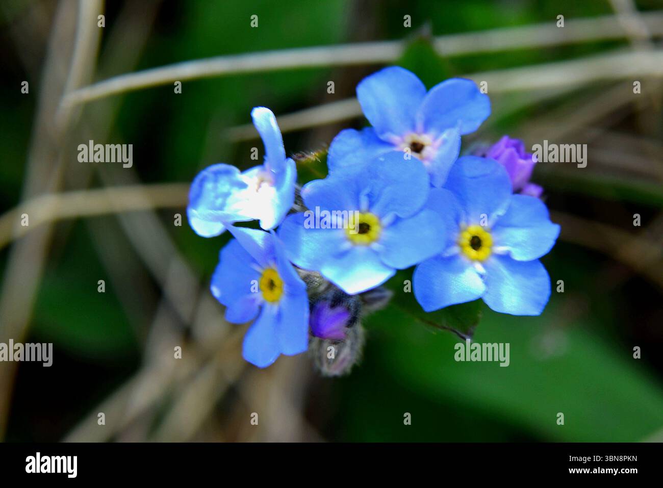 La bellezza dei fiori alpini dimenticati nei prati dell'Altopiano di Bucegi Foto Stock
