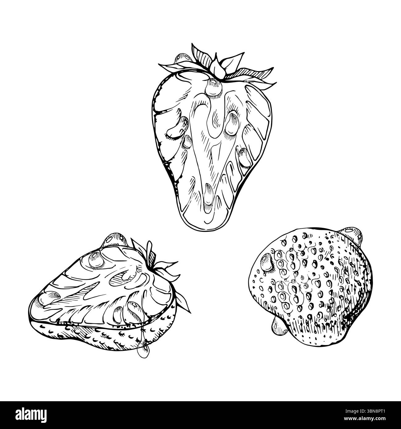 Fragola frutta matura con foglie corona sul gambo in gocce di rugiada in acqua, piena e tagliata a metà con inchiostro vettoriale, fragola di fragola. Botanico Illustrazione Vettoriale
