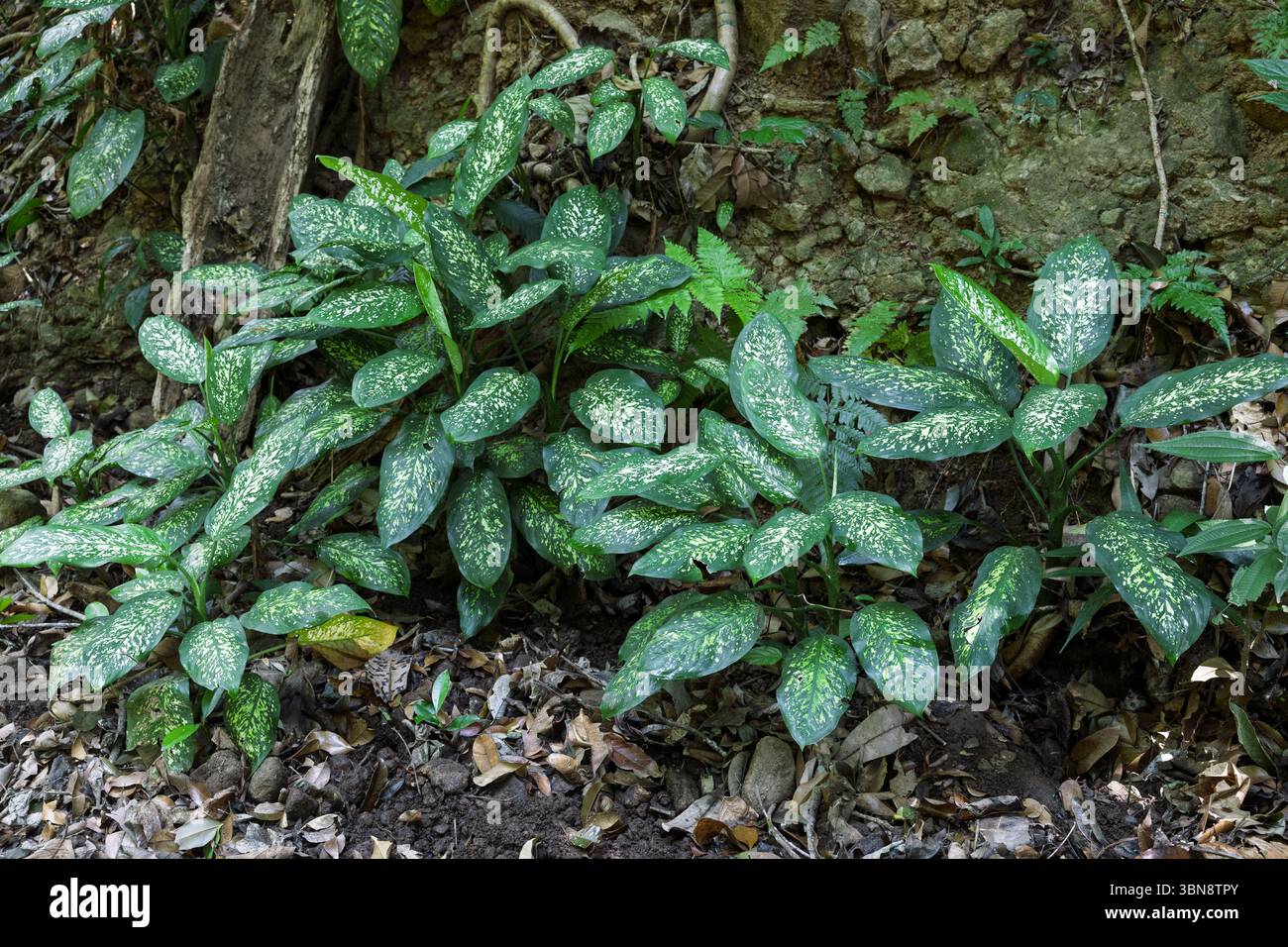 Dieffenbachia, El Imposible National Park, El Salvador - foresta tropicale, catena montuosa Apaneca-Ilamatepec UNESCO Foto Stock