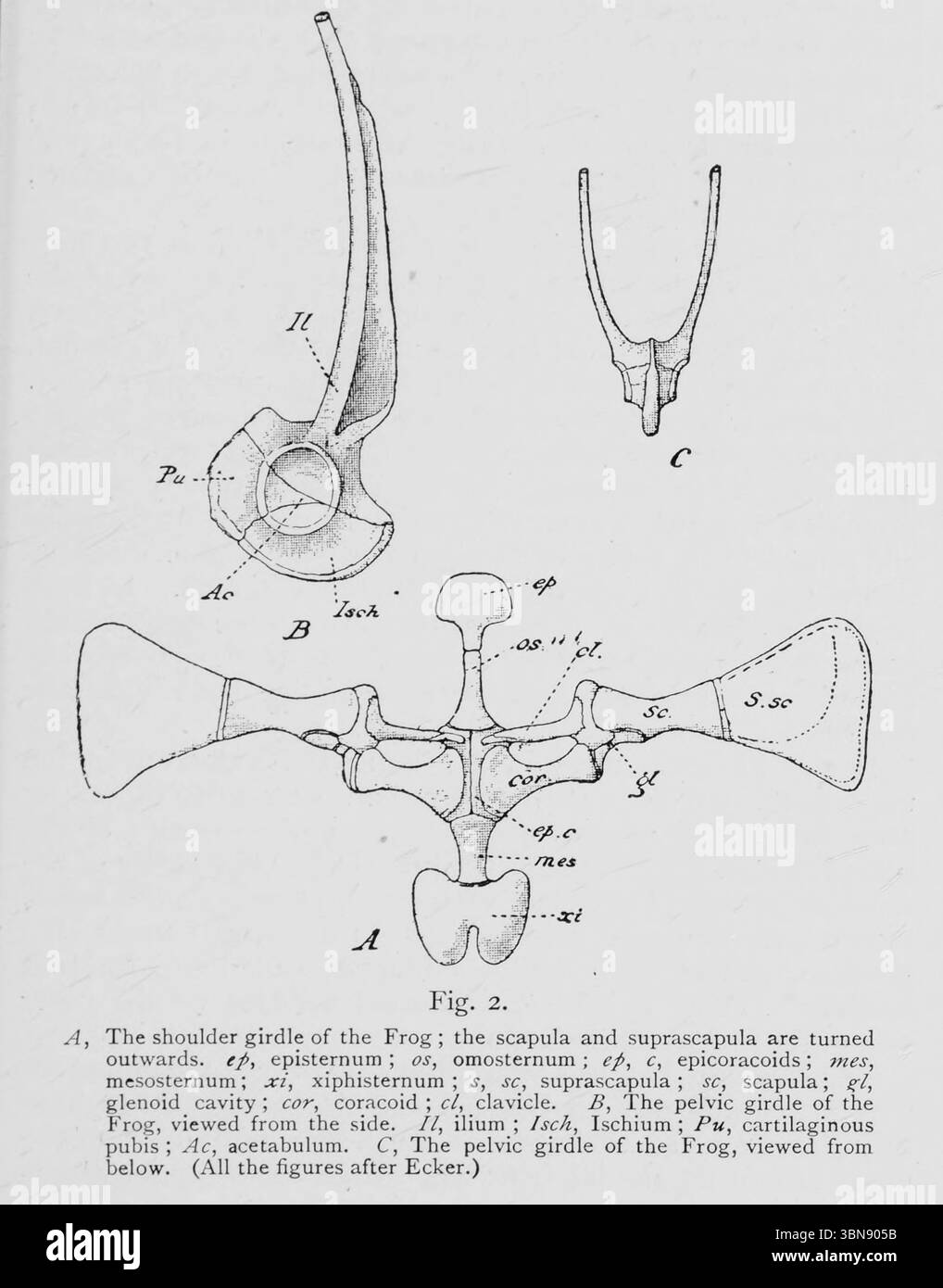 La cintura della spalla della rana; la scapola e la suprascapola sono rivolte verso l'esterno. ep, episternum ; os, omosternum ; ep, c, epicoracoidi ; mes, mesosternum ; xi, xiphisternum ; s, sc, suprascapula; sc, scapola; %l, cavità glenoidea; cor, coracoide; cl, clavicola. B, la cintura pelvica della rana, vista lateralmente. II, Ilio; Isch, Ischio; PU, pube cartilagineo; AC, acetabolo. C, la cintura pelvica della rana, vista dal basso dal libro ' An Introduction to the study of the comparative Anatomy of Animals' di Bourne, Gilbert C. (Gilbert Charles), 1861-1933 pubblicato Londra 1900 Foto Stock