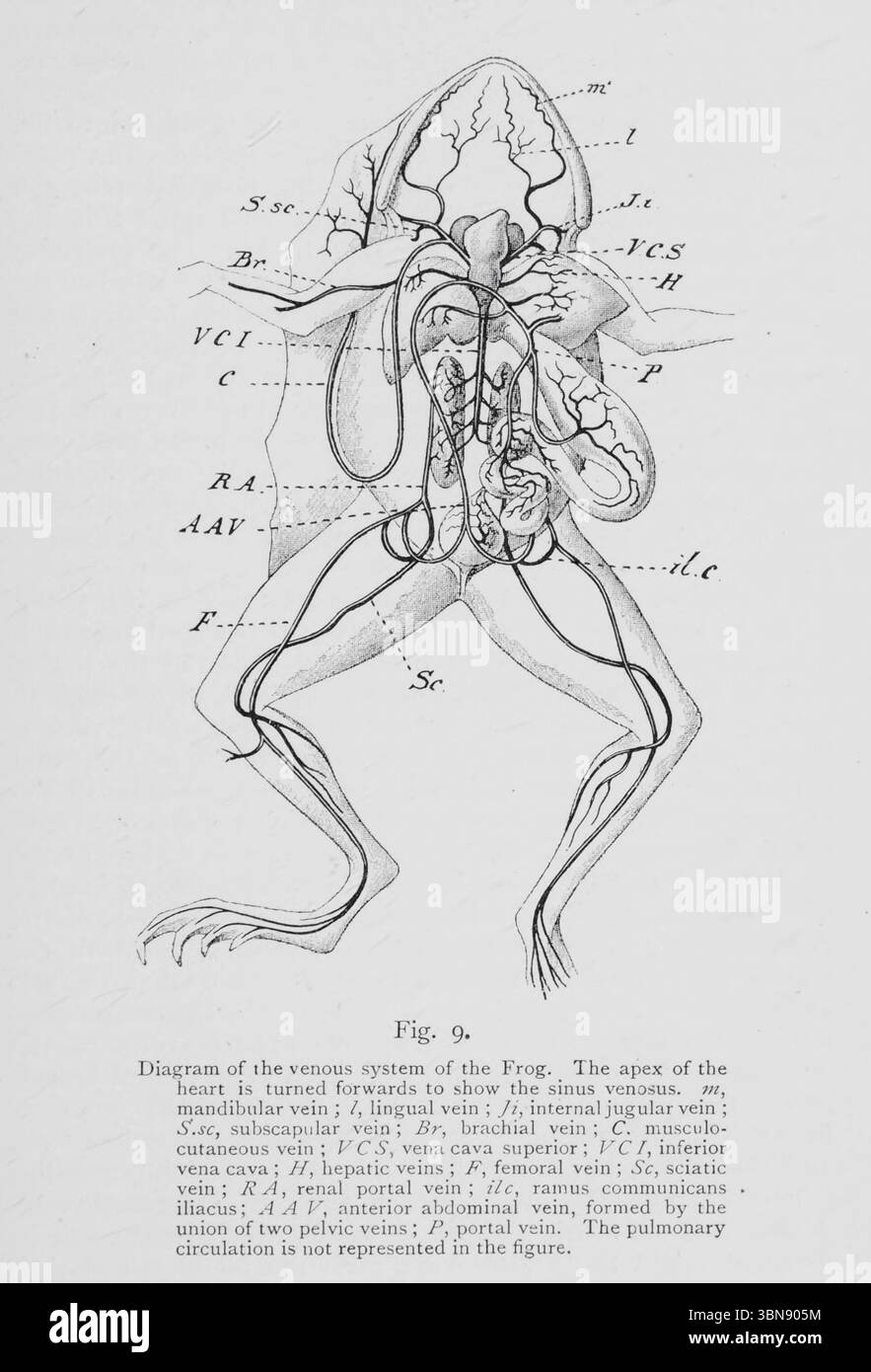 Diagramma del sistema venoso della rana. L'apice del cuore viene ruotato in avanti per mostrare il seno venoso. M, vena mandibolare ; /, vena linguistica ; Ji, vena giugulare interna; S'.sc, vena subscapolare; BR, vena brachiale; C. musculo¬ vena cutanea ; V C S, vena cava superiore ; VC /, vena cava inferiore ; //, vena epatica ; F, vena femorale ; SC, vena sciatica; fa, vena portale renale; ilc , ramus comunica iliaco; A V, vena addominale anteriore, formata dall'unione di due vene pelviche; P, vena portale. Io la circolazione polmonare non è rappresentata nella figura. Dal libro ' An introductio Foto Stock