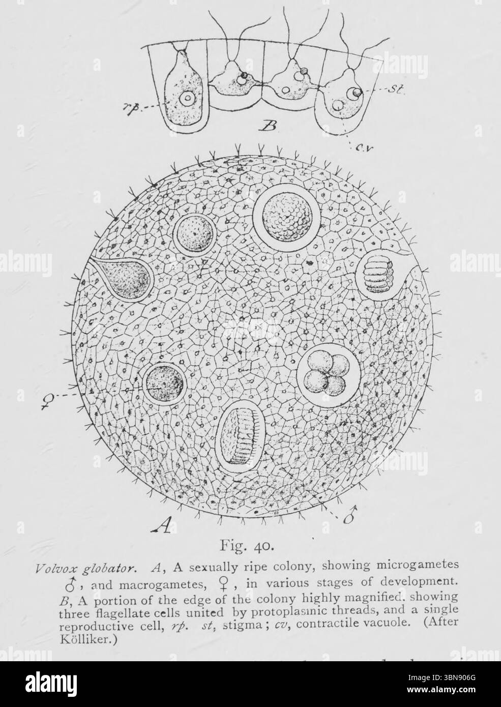 Globatore Volvox. Una colonia sessualmente matura, dal libro ' An Introduction to the study of the comparative Anatomy of Animals' di Bourne, Gilbert C. (Gilbert Charles), 1861-1933 pubblicato Londra 1900 Foto Stock