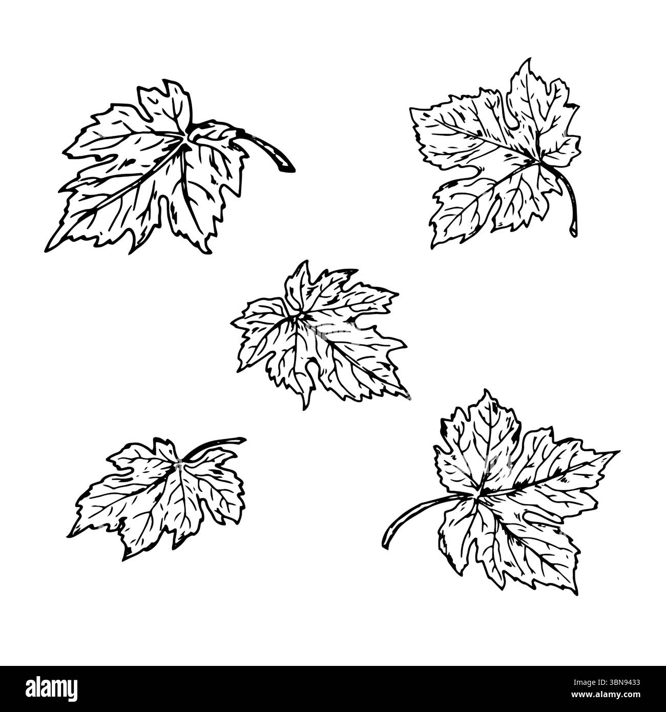 Foglie, serie di silhouette, schizzo a inchiostro bianco e nero. Illustrazione vettoriale. Foglie di acero, uva e zucca, isolate su sfondo bianco. Tema di Illustrazione Vettoriale Foglie, serie di silhouette, schizzo a inchiostro bianco e nero. Illustrazione vettoriale. Foglie di acero, uva e zucca, isolate su sfondo bianco. Tema di Illustrazione Vettoriale