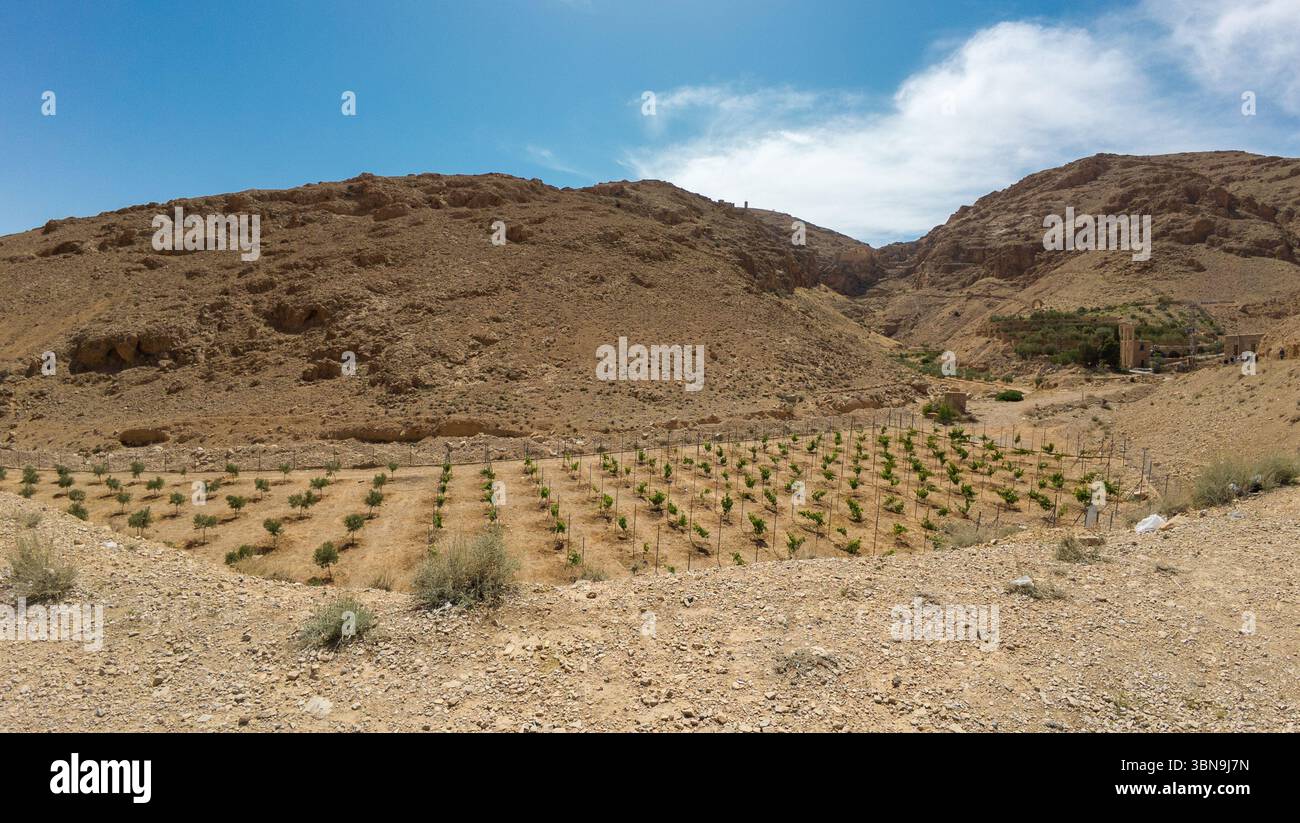 Un paesaggio desertico con una piccola area coltivata di piante giovani, circondato da colline rocciose sotto un cielo azzurro. Foto Stock
