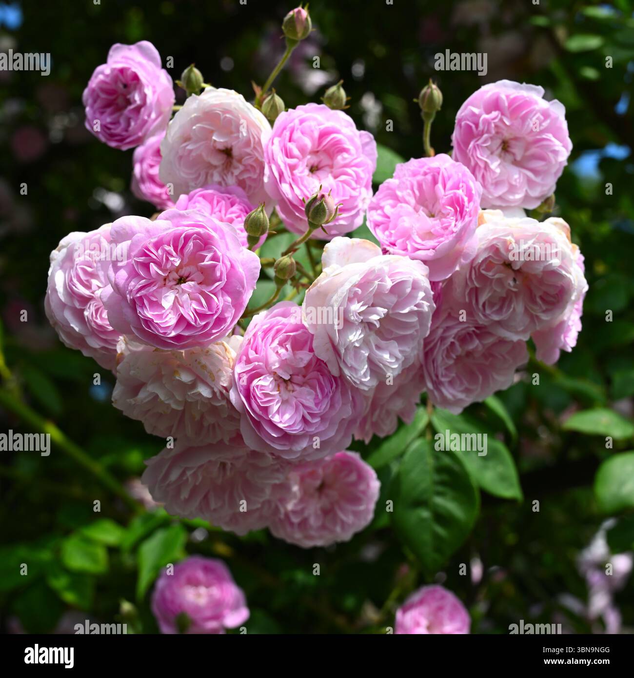 Ammassi di fiori doppi rosa tenui sulla rosa rambler, Rosa "Laure Davoust" UK Garden June Foto Stock