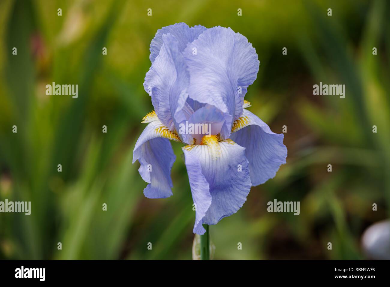 Primo piano di un soffice Iris con barba blu in piena fioritura con delicati petali arricciati e dettagli gialli, adagiati su un lussureggiante giardino di primavera. Foto Stock