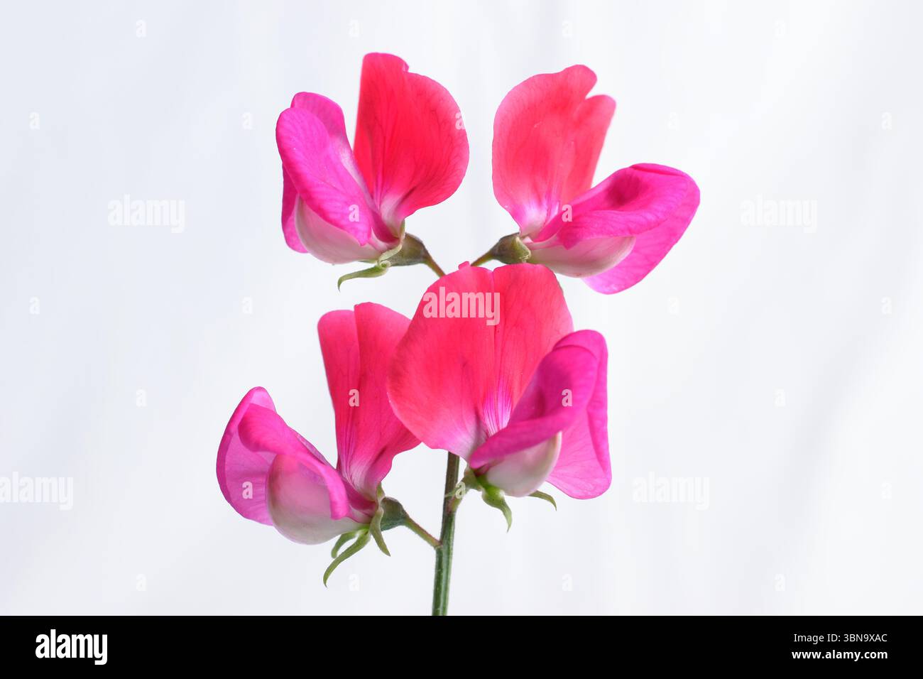 Lathyrus odoratus, signorina Willmott. Dolce pisello Miss Willmott fiori isolati su sfondo bianco. REGNO UNITO Foto Stock
