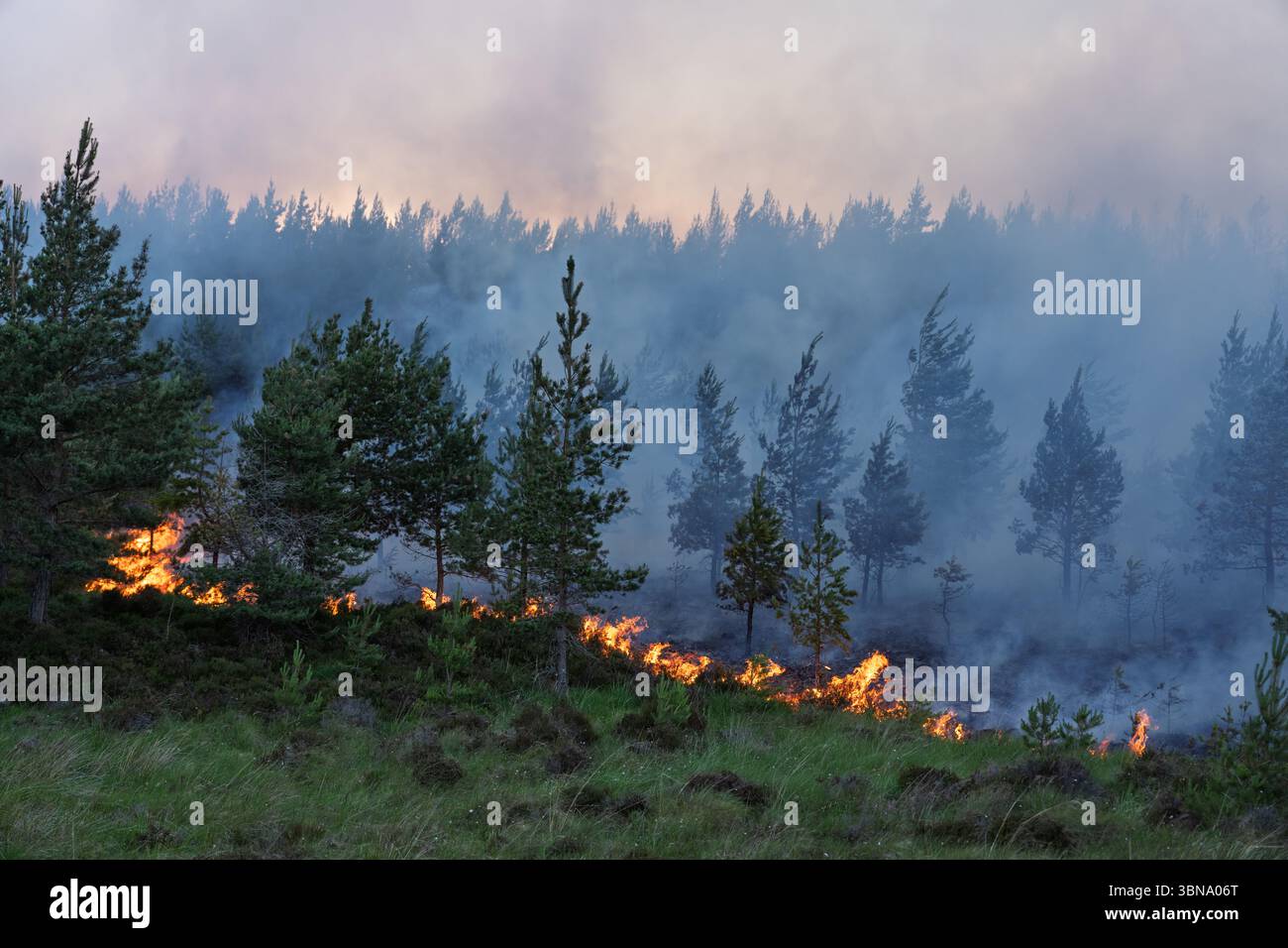 28 giugno 2025. Carrbridge e Grantown a Spey, Scozia. Si tratta di un grande incendio guidato dal vento su tutte le colline tra Carrbridge e Grantown e S. Foto Stock