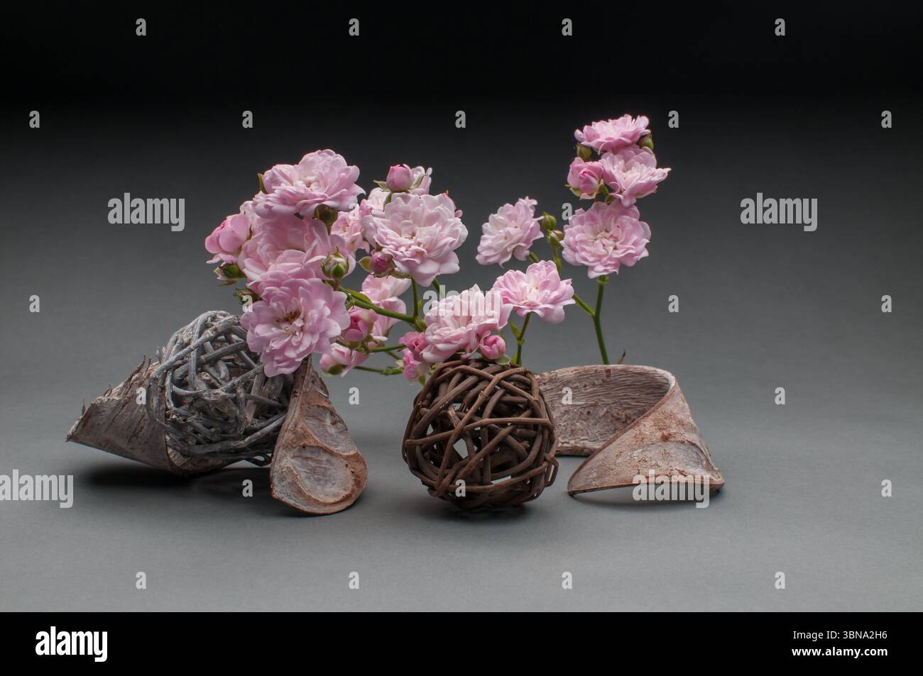 rose rosa chiaro e oggetti decorativi in vimini e corteccia su sfondo grigio-nero graduato, spettacolari fotografie di natura morta, soggetto semplice, occhio- Foto Stock
