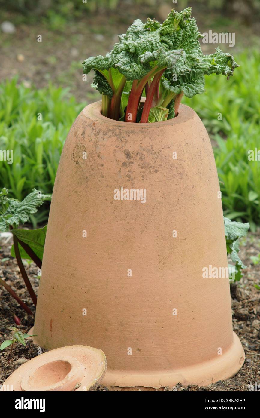Rheum x hybridum "Daw's Champion". Il rabarbaro campione di Daw è stato costretto attraverso un forcer di rabarbaro in terrracotta in un giardino inglese. REGNO UNITO Foto Stock