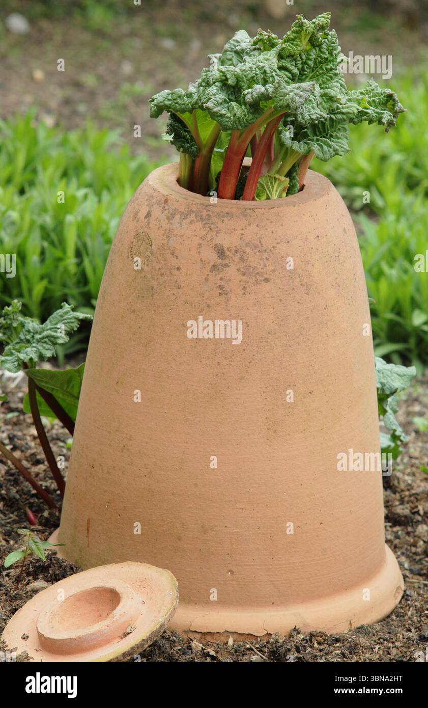 Rheum x hybridum "Daw's Champion". Il rabarbaro campione di Daw è stato costretto attraverso un forcer di rabarbaro in terrracotta in un giardino inglese. REGNO UNITO Foto Stock