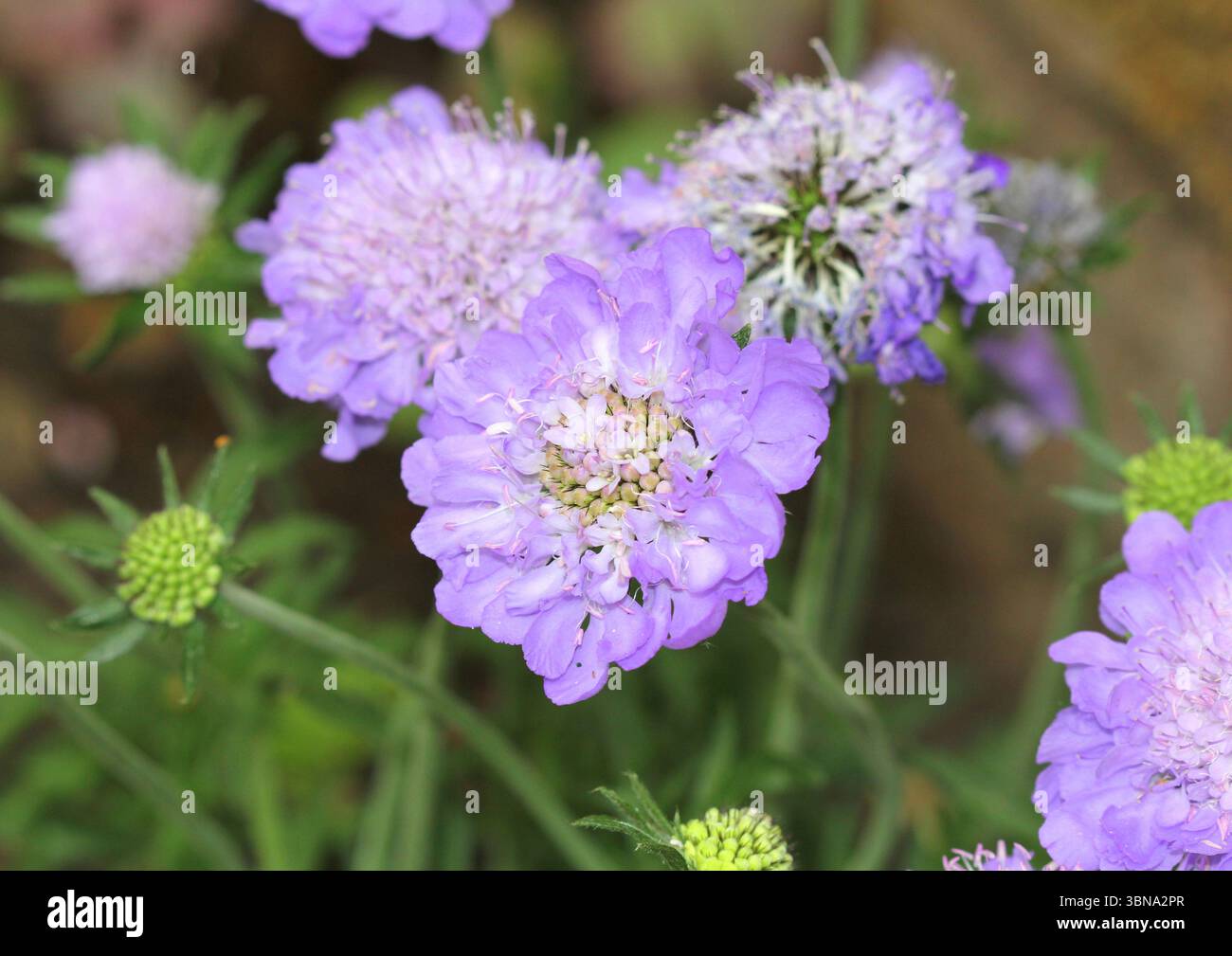 Primo piano di Scabiosa columbaria "Mariposa Blue" Foto Stock