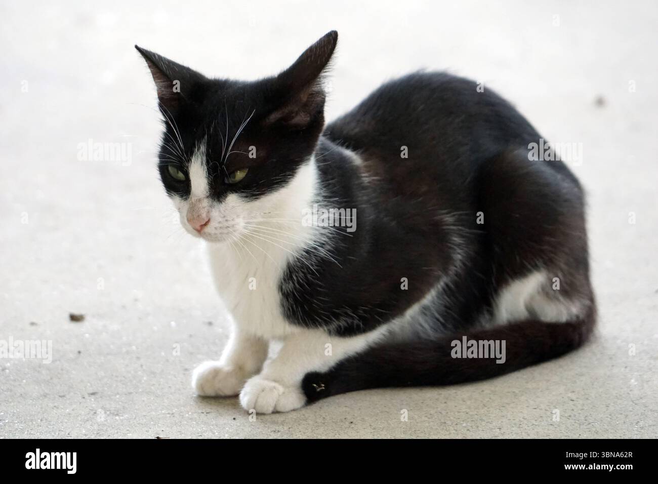 La vita del villaggio greco, Un gatto bianco e nero con un petto bianco e zampe si trova su una superficie grigio chiaro. La pelliccia del gatto è principalmente nera, con segni bianchi sul petto, sulle zampe e sulla coda. I suoi occhi sono di colore verde chiaro o giallastro. La postura del gatto è rilassata, con la testa leggermente inclinata lateralmente. La coda del gatto è arricciata intorno al corpo e le zampe anteriori sono nascoste sotto il corpo. Lo sguardo del gatto è rivolto verso il lato sinistro. L'occhio di un artista e la sua immaginazione Foto Stock