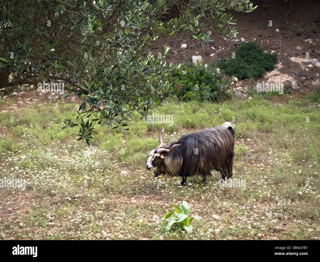 Una capra dai capelli lunghi che pascolano tranquillamente su un campo rurale sotto la luce soffusa del giorno, catturando la serenità della vita di campagna. Foto Stock