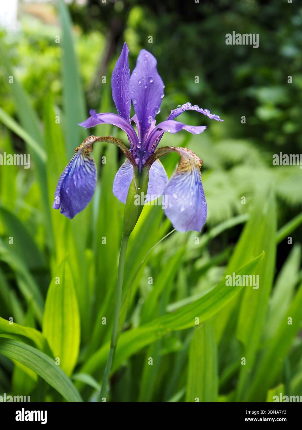 Primo piano di Iris sibirica, o Iris siberiano, con gocce d'acqua su petali viola circondati da verde fresco. Foto Stock