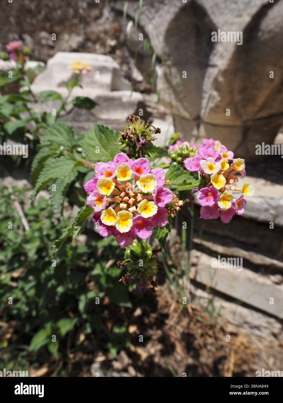 Primo piano della fioritura di Lantana camara, nota anche come bandiera spagnola o verbena arbusto, con fiori rosa e gialli. Foto Stock
