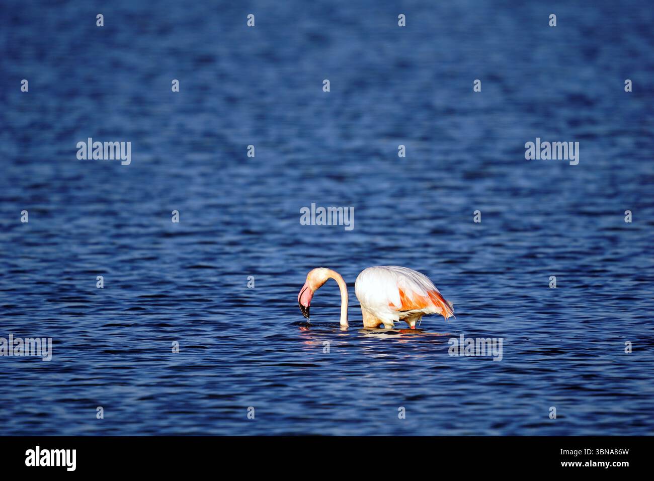 Un solo fenicottero con testa e collo rosa viene catturato nell'atto di foraggiarsi in acque blu profonde. Il corpo del flamingo è angolato verso il basso, con la testa sommersa nell'acqua, e il suo lungo e sottile becco è visibile. L'acqua è relativamente tranquilla, con piccole increspature e riflessi del fenicottero e del cielo. Il piumaggio del flamingo è principalmente bianco con un tocco di rosa sulla testa e sul collo. Didascalia a forma di occhio e immaginazione di un artista, Cipro, Larnaca Salt Lake Foto Stock