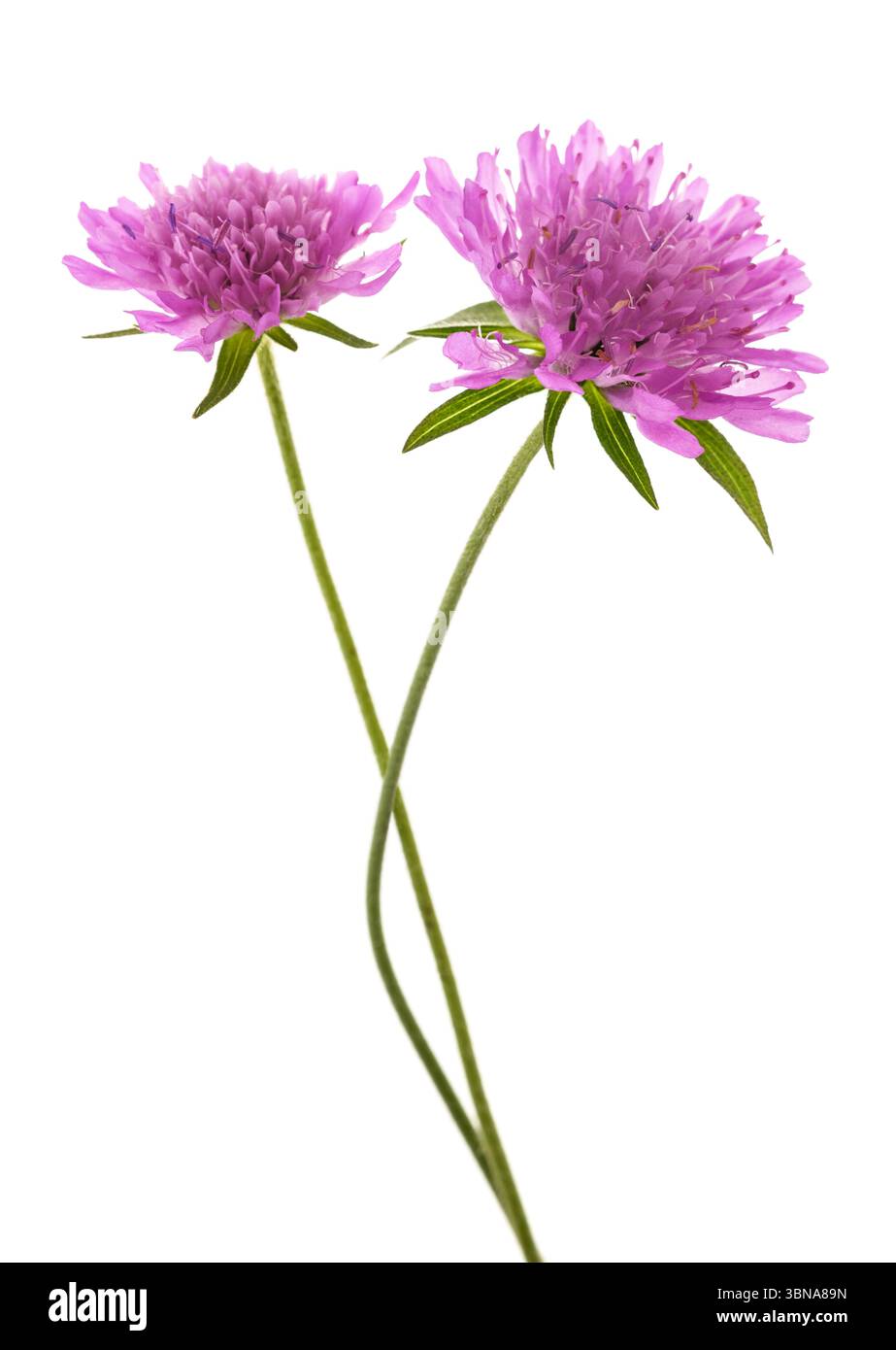 Fiori scabei da campo isolati su sfondo bianco Foto Stock