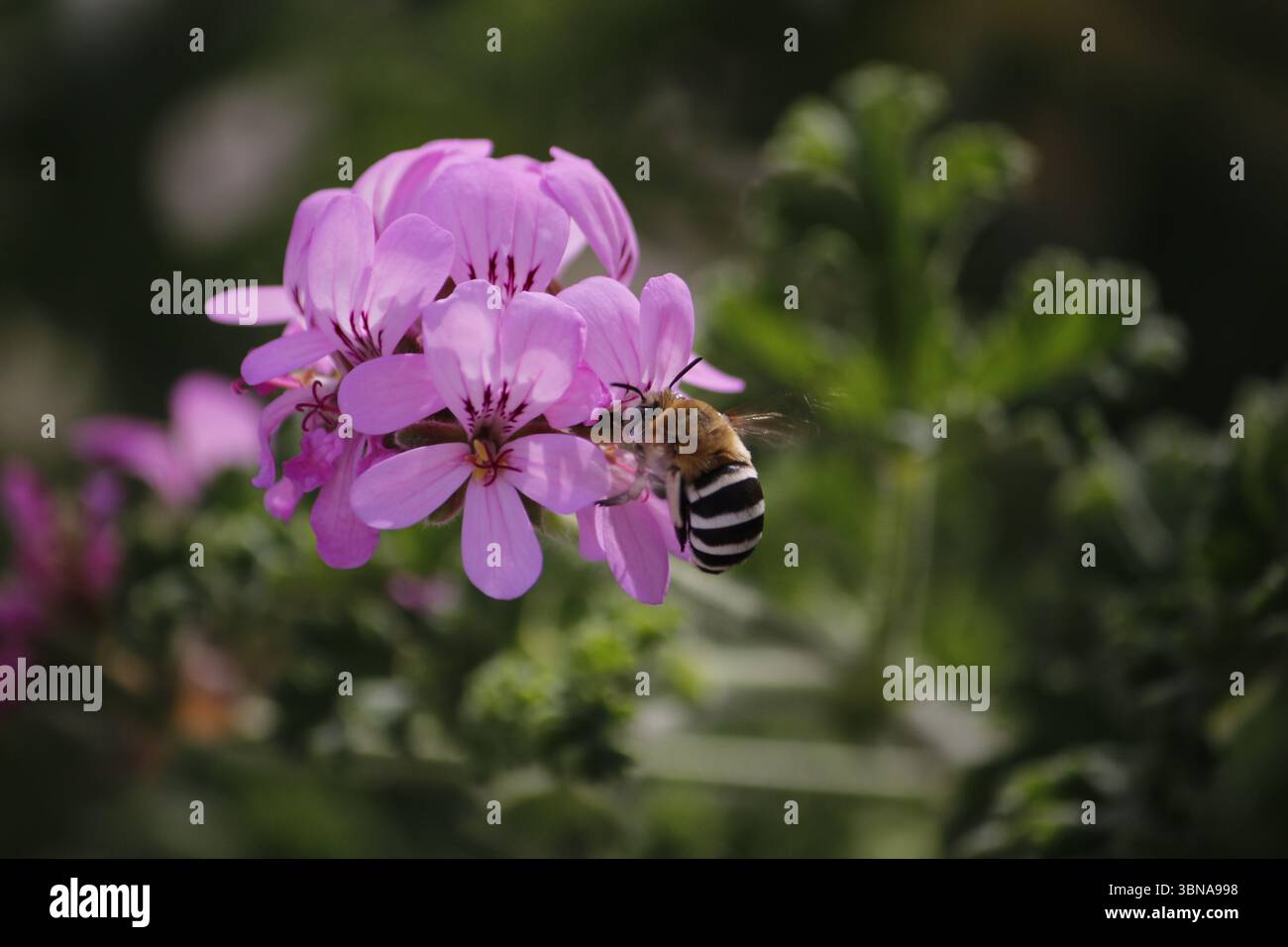 Ape su fiori di geranio Foto Stock