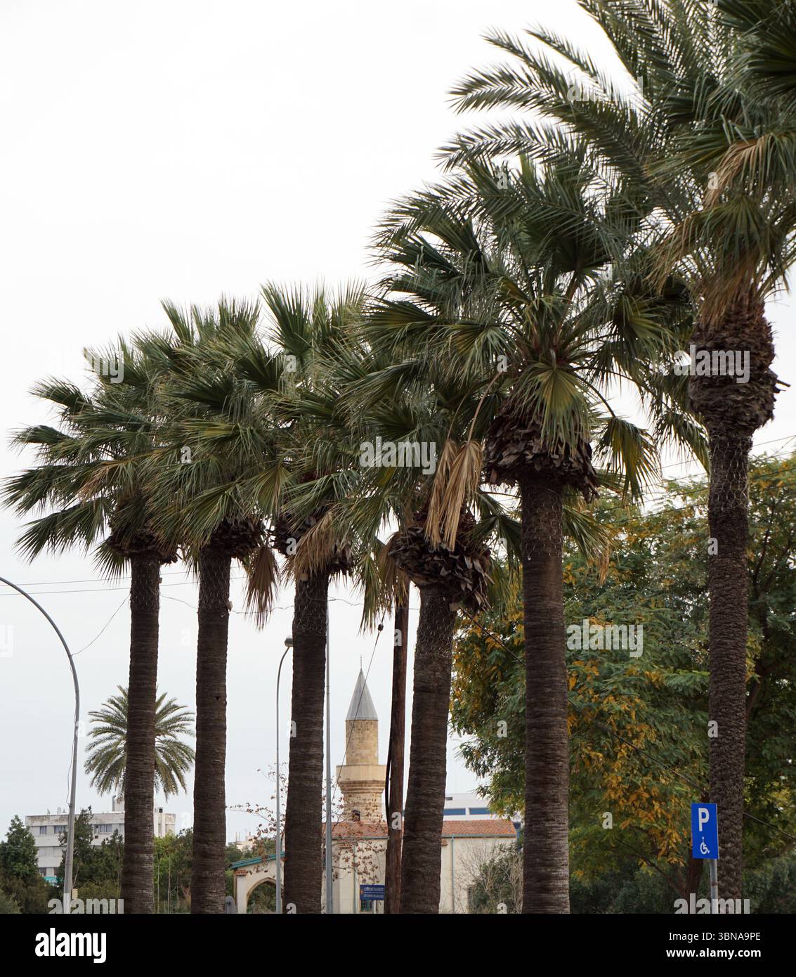 Nicosia (Lefkosia), Cipro, l'ultima capitale divisa del mondo, Una strada costeggiata da alte palme, le loro fronde verdi contrastano con il cielo grigio. La strada è pavimentata di asfalto e ha un marciapiede sul lato destro. Alcune persone camminano sul marciapiede e un cartello blu per il parcheggio è visibile sul lato destro della strada. Sullo sfondo, sono visibili un edificio con una torre distintiva e una moschea con un minareto. La strada è relativamente vuota, con solo poche persone Foto Stock