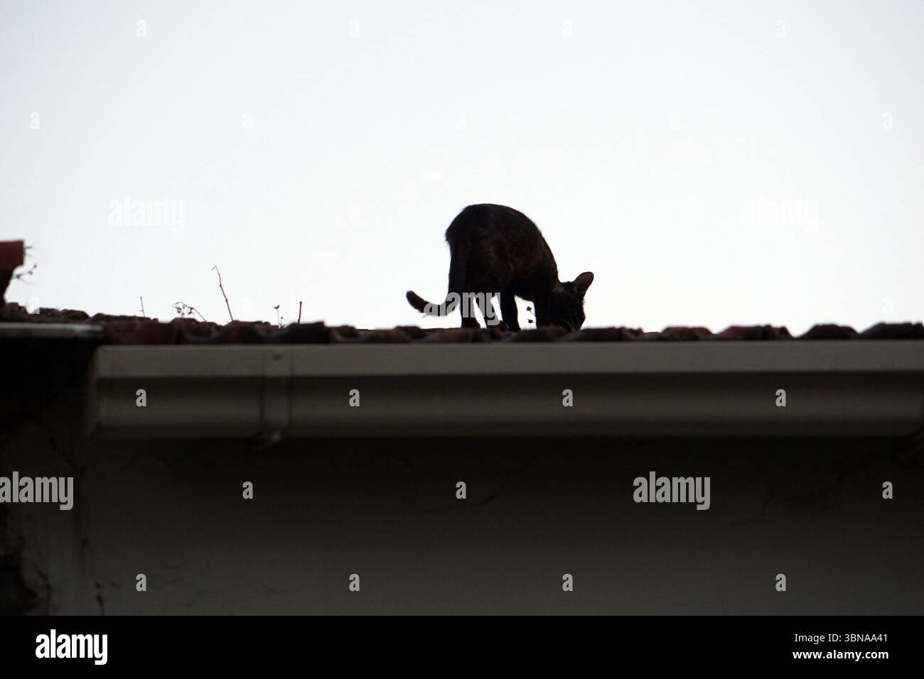 Un gatto nero viene catturato in una silhouette su un tetto, il suo corpo è inclinato verso il basso mentre sembra che stia annusando o indagando su qualcosa sul tetto. La coda del gatto è visibile ed è posizionata vicino al bordo del tetto, fatto di piastrelle rosse. Il tetto fa parte di un edificio con un muro di colore chiaro. Il cielo è chiaro, azzurro o grigio. Didascalia a forma di occhio e immaginazione di un artista., Nicosia (Lefkosia), Cipro, l'ultima capitale divisa del mondo Foto Stock