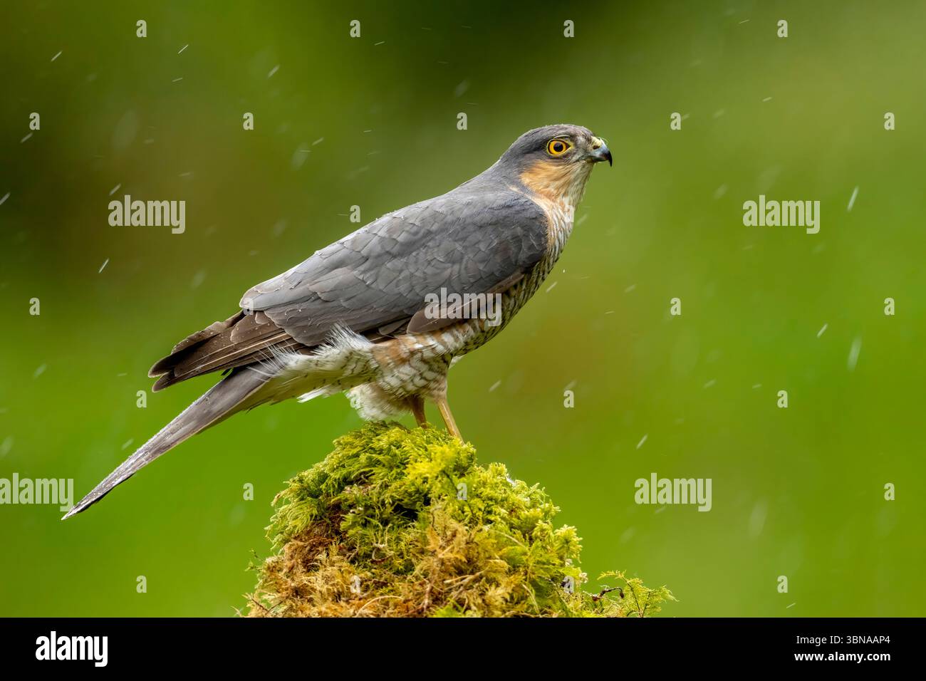 Sparrowhawk maschio, Accipiter nisus, arroccato su un ceppo di muschio durante una doccia a pioggia. Orizzontale. Dumfries e Galloway, Scozia, primavera 2025 Foto Stock