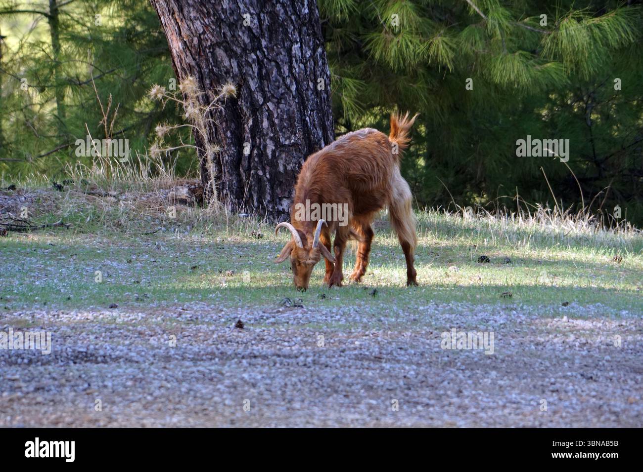 Una capra bruna con grandi corna ricurve pascolano su un'erba in un ambiente tranquillo e boschivo. La capra è posizionata sul lato destro dell'immagine, rivolta verso sinistra, e il suo corpo è leggermente inclinato verso il basso mentre viene alimentata. L'area erbosa è delimitata da un sentiero a sinistra e da un tronco di alberi a destra, con uno sfondo di lussureggianti alberi e cespugli verdi. Il terreno è un misto di erba e ghiaia. Didascalia a forma di occhio e immaginazione di un artista, vicino a Dalyan, Turchia Foto Stock