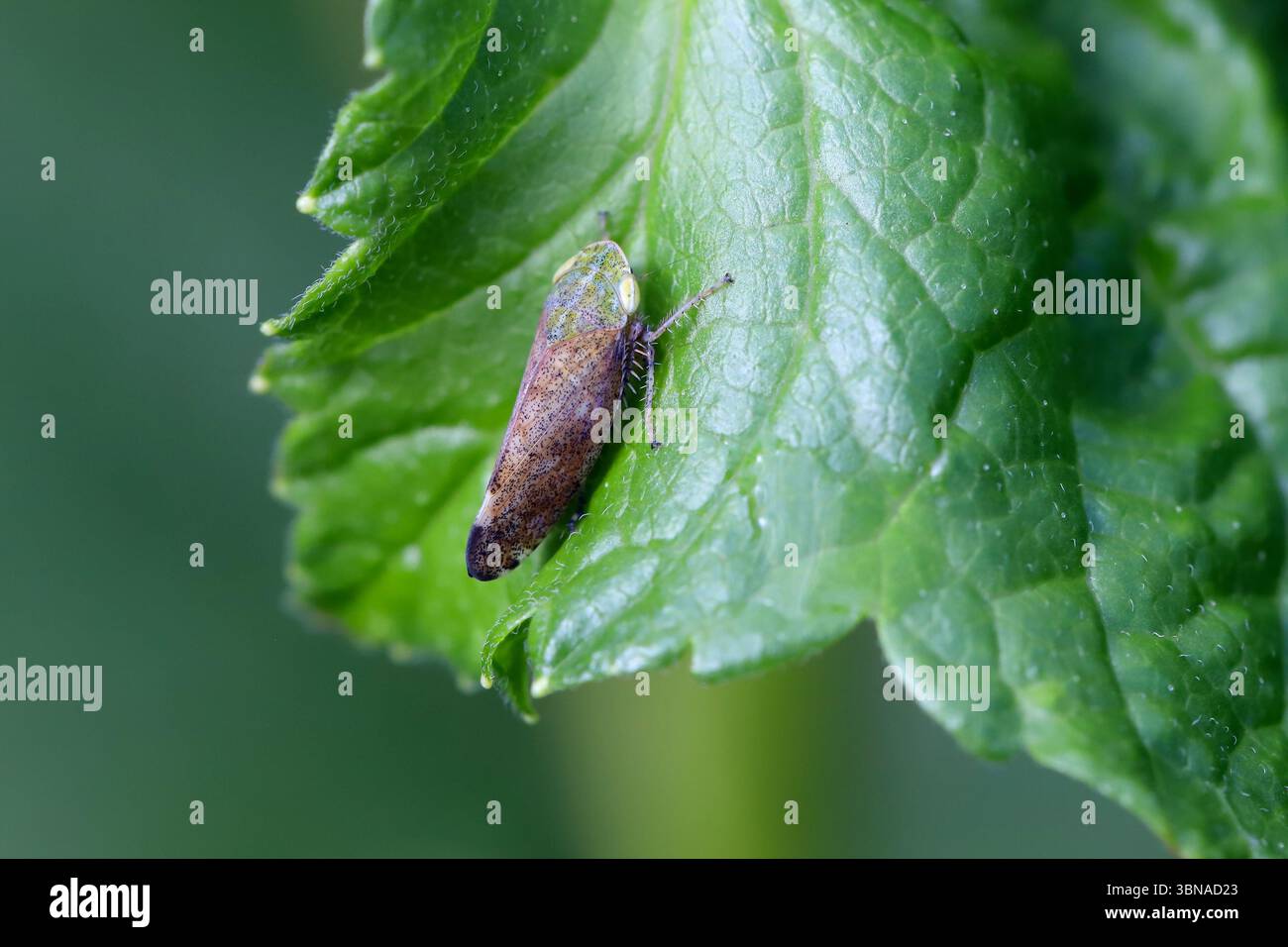 Primo piano naturale su una piccola cicada di ciliegia, Fieberiella florii, una pianta che succhia specie di peste nel giardino Foto Stock