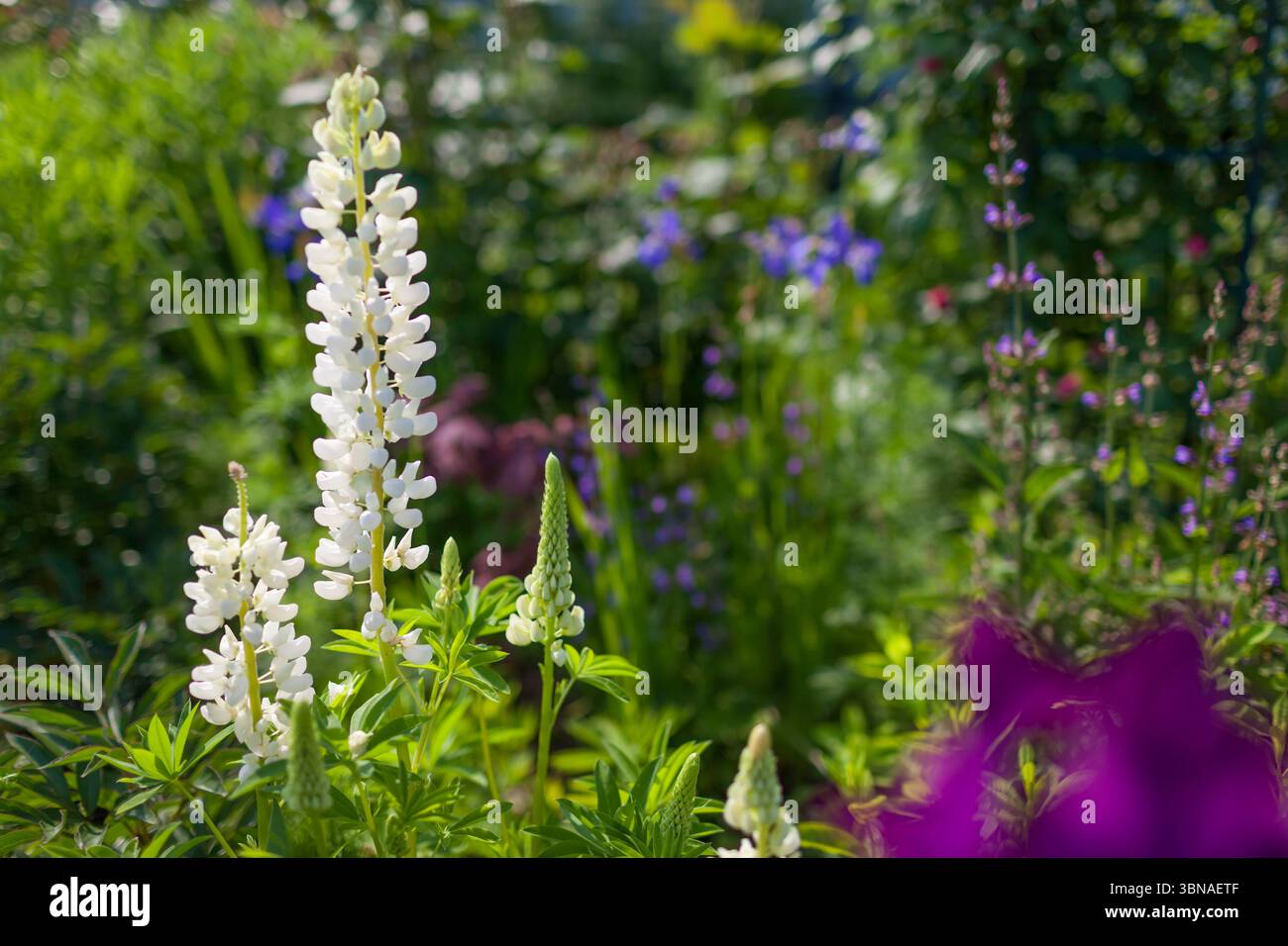 Lupine fiorisce nel giardino primaverile. Fiori bianchi crescono tra gli Iris e salvia sull'aiuola estiva. Spazio Foto Stock