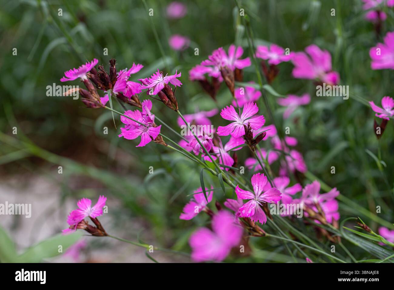 Gruppo di fiori certosini rosa (Dianthus carthusianorum). Raro fiore selvatico. Foto Stock